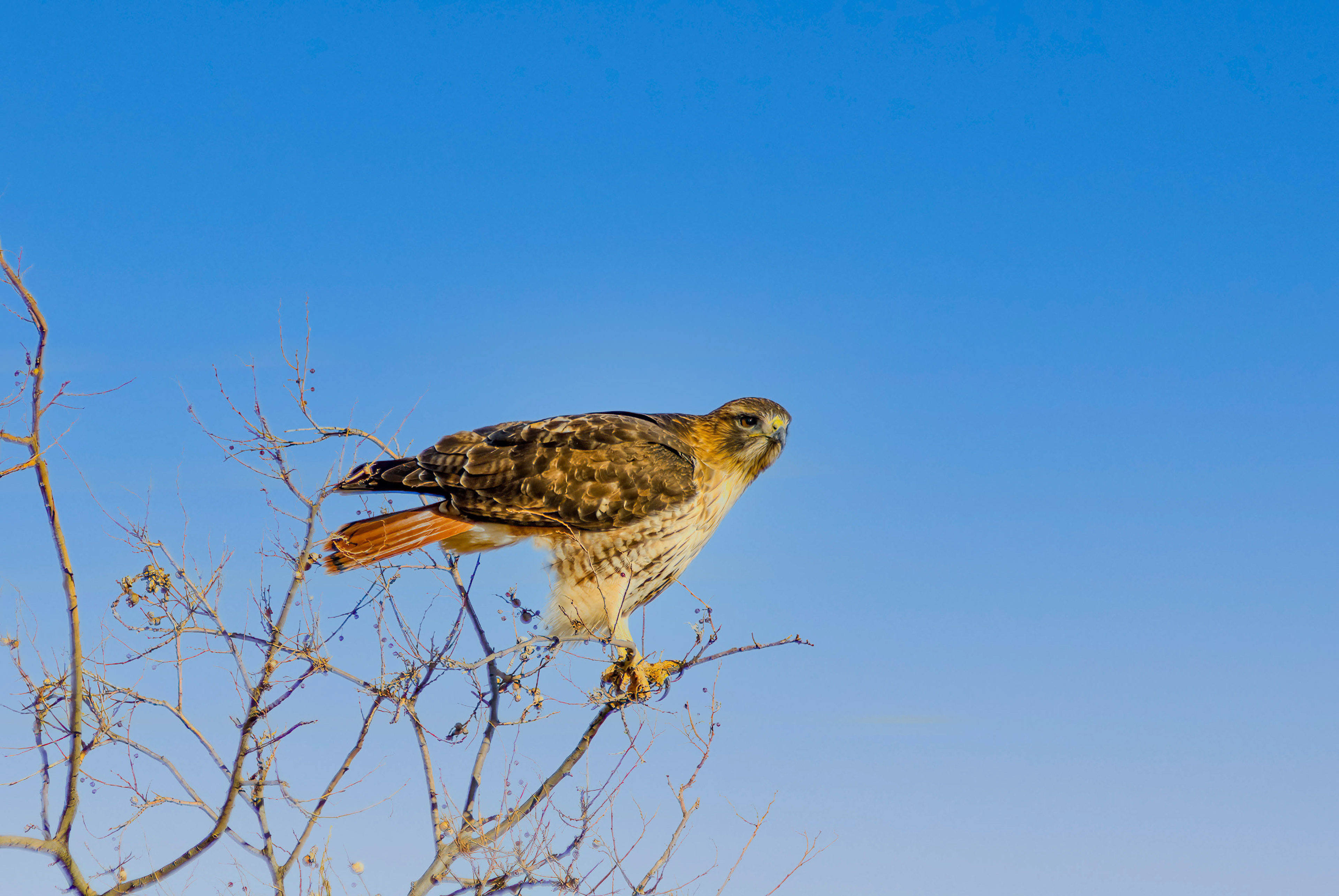 Red-tailed Hawk