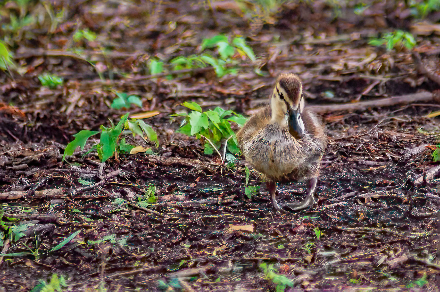 Mallard Duckling