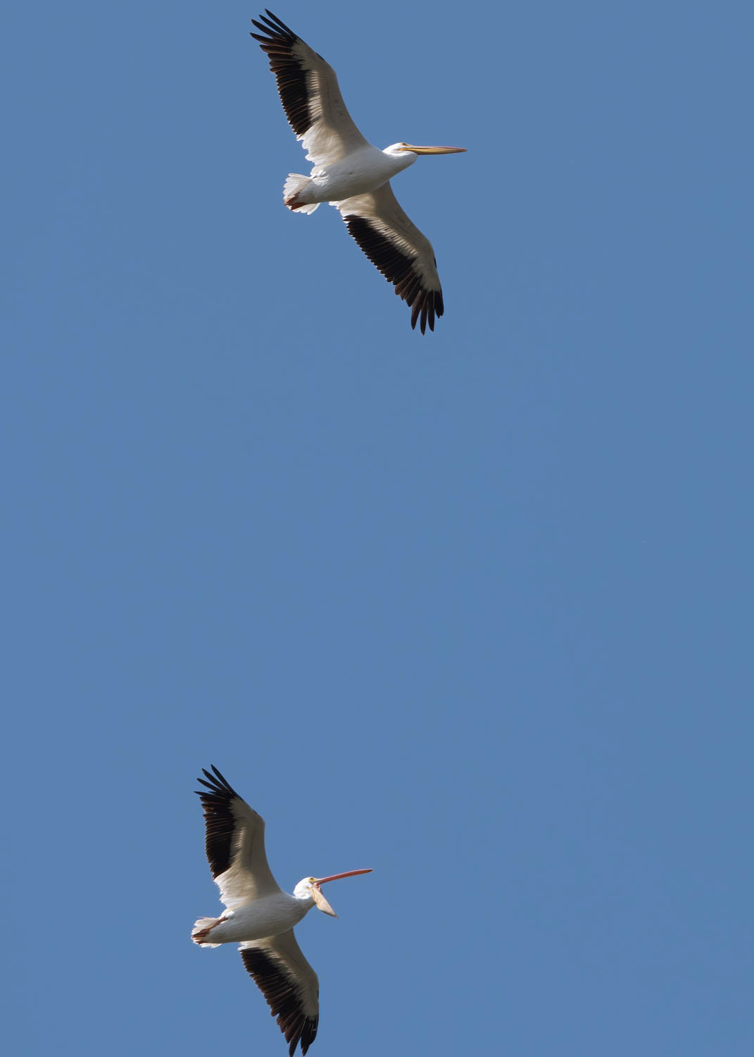American White Pelican