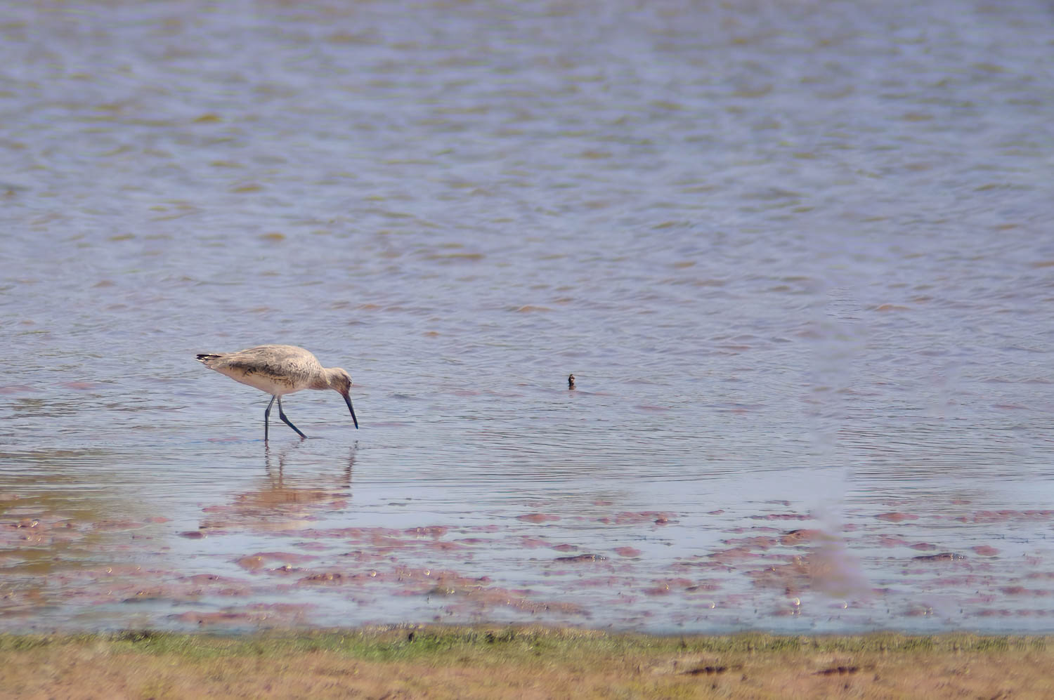 Willet