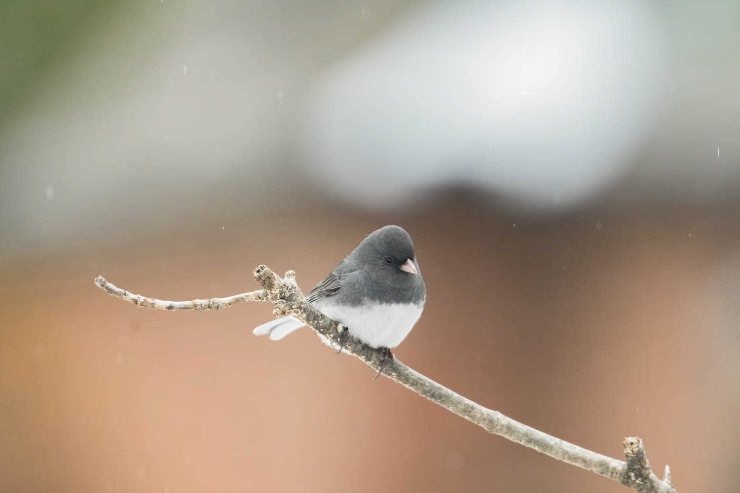 Slate-colored Junco