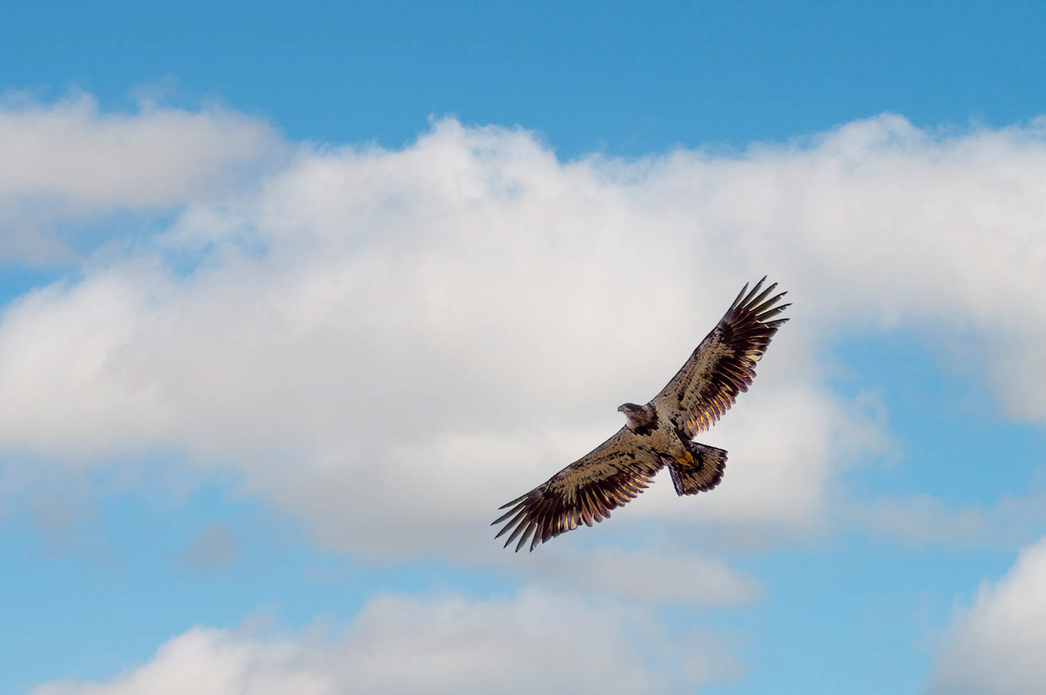 Bald Eagle