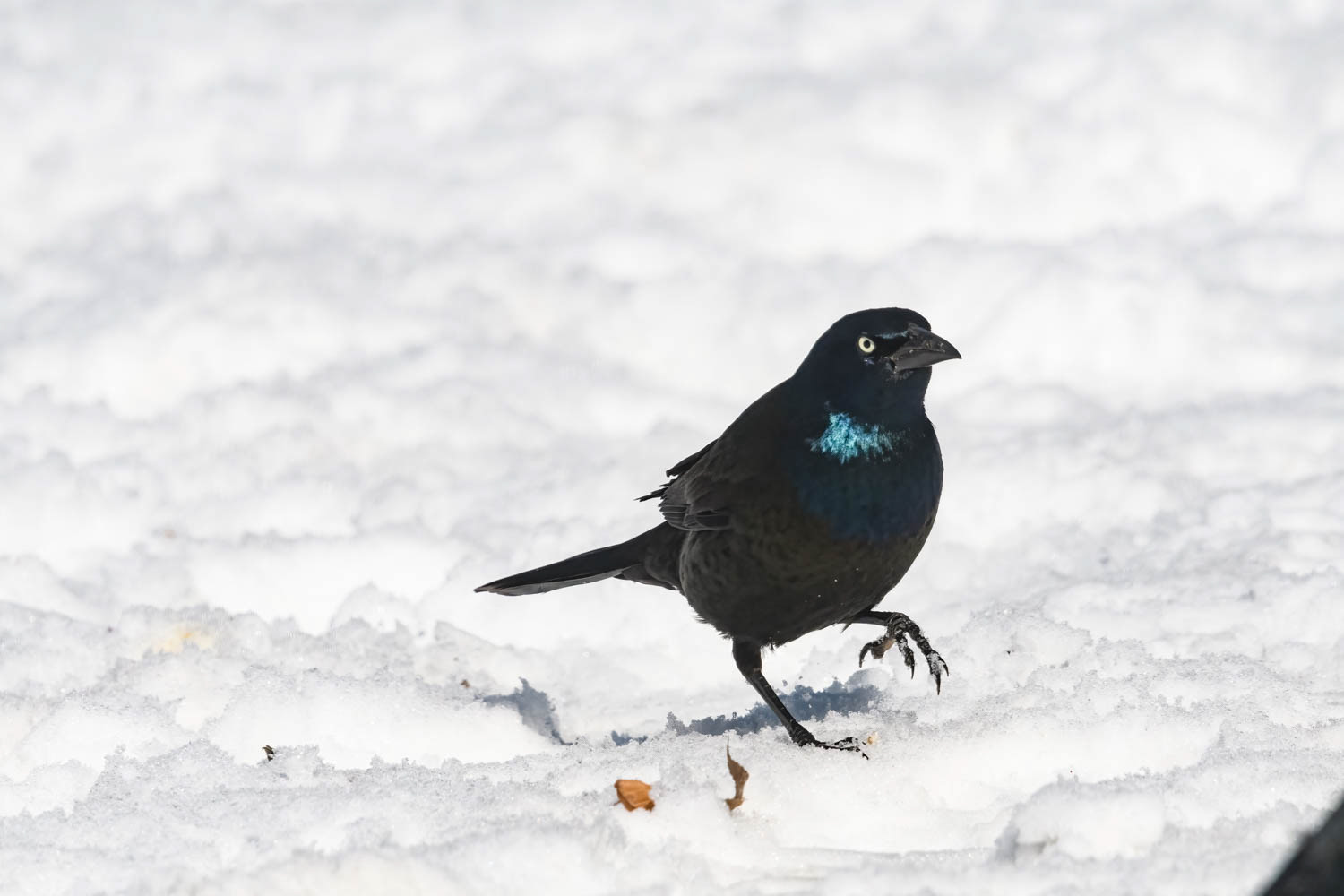 Common Grackle