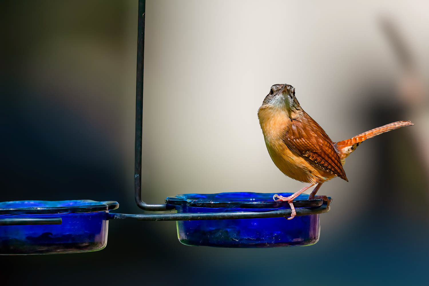 Carolina Wren