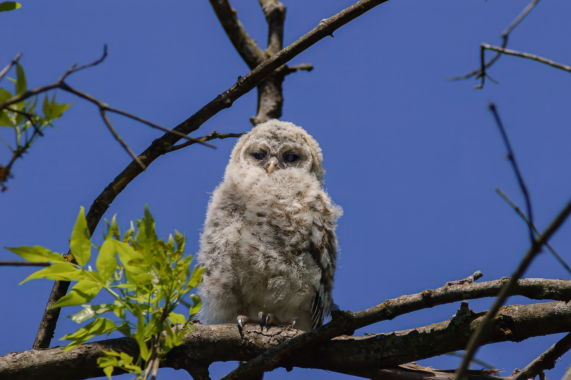 Barred Owl (Strix varia)