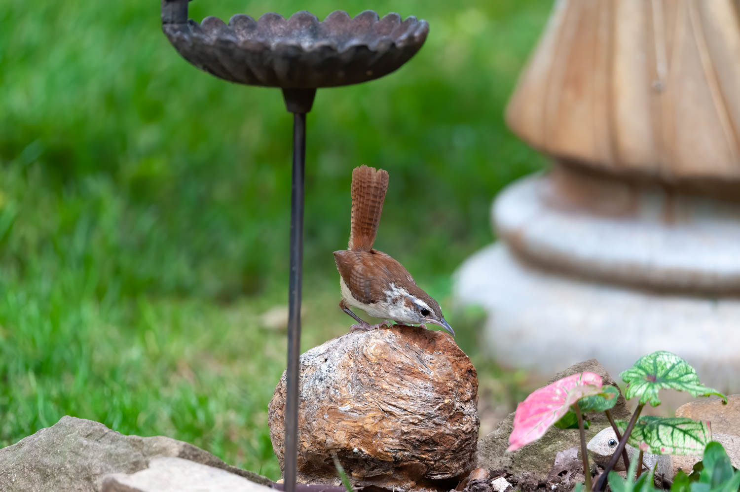 Carolina Wren