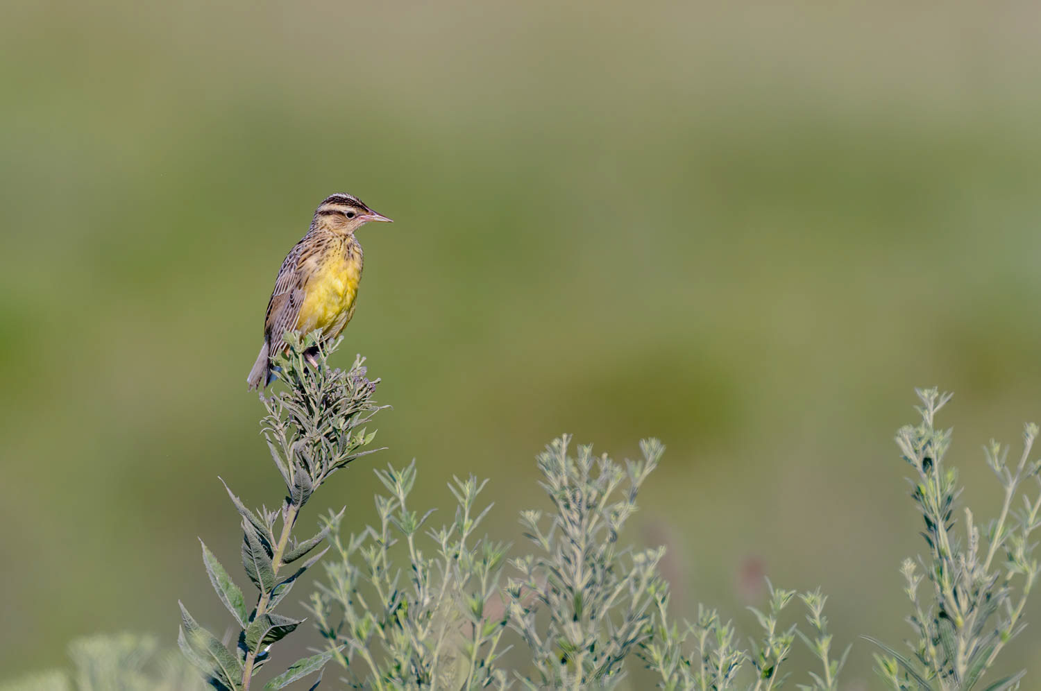 Eastern Meadowlark