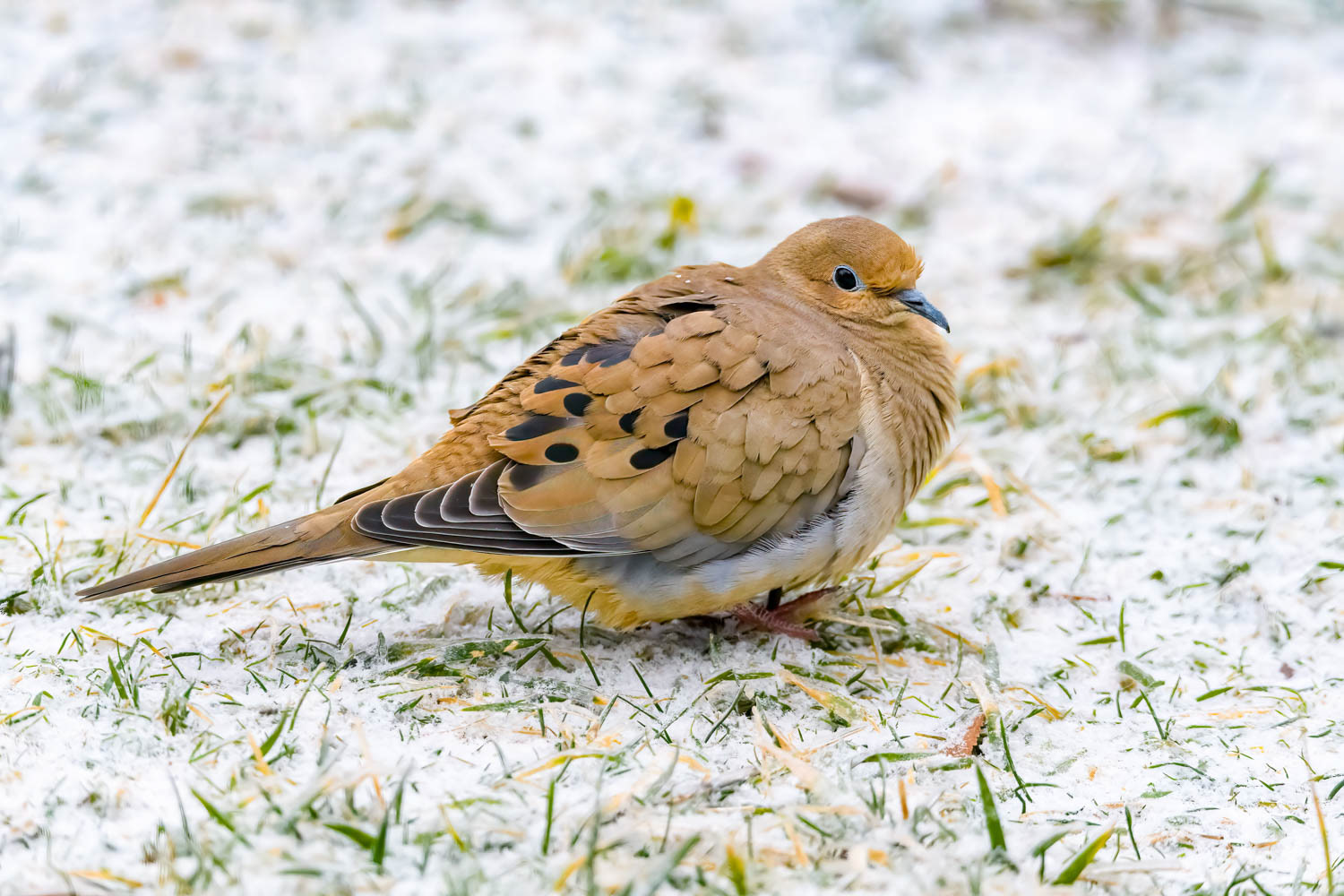 Mourning Doves