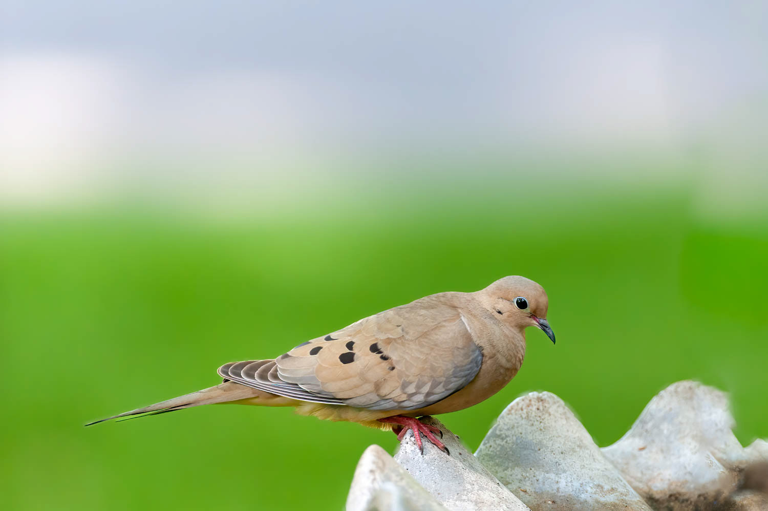 Mourning Dove