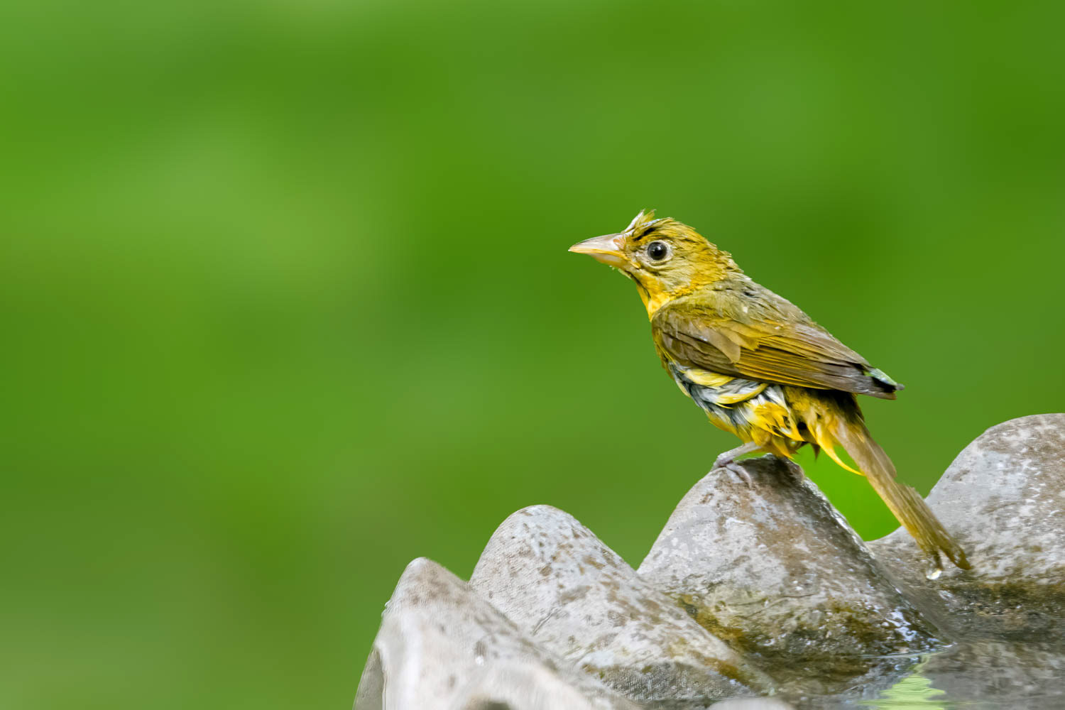 Summer Tanager (Piranga rubra) Female