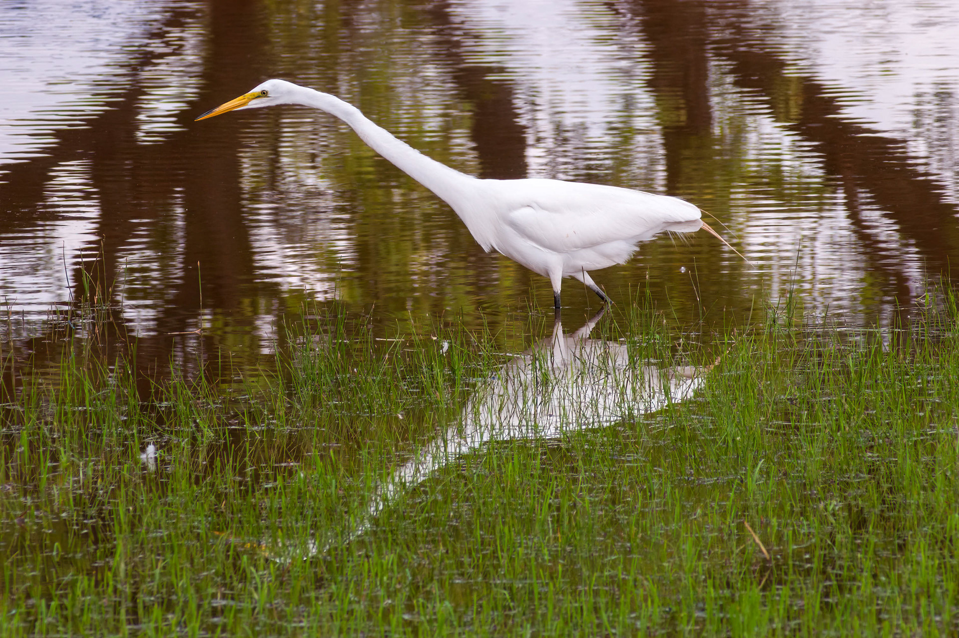 Great Egret