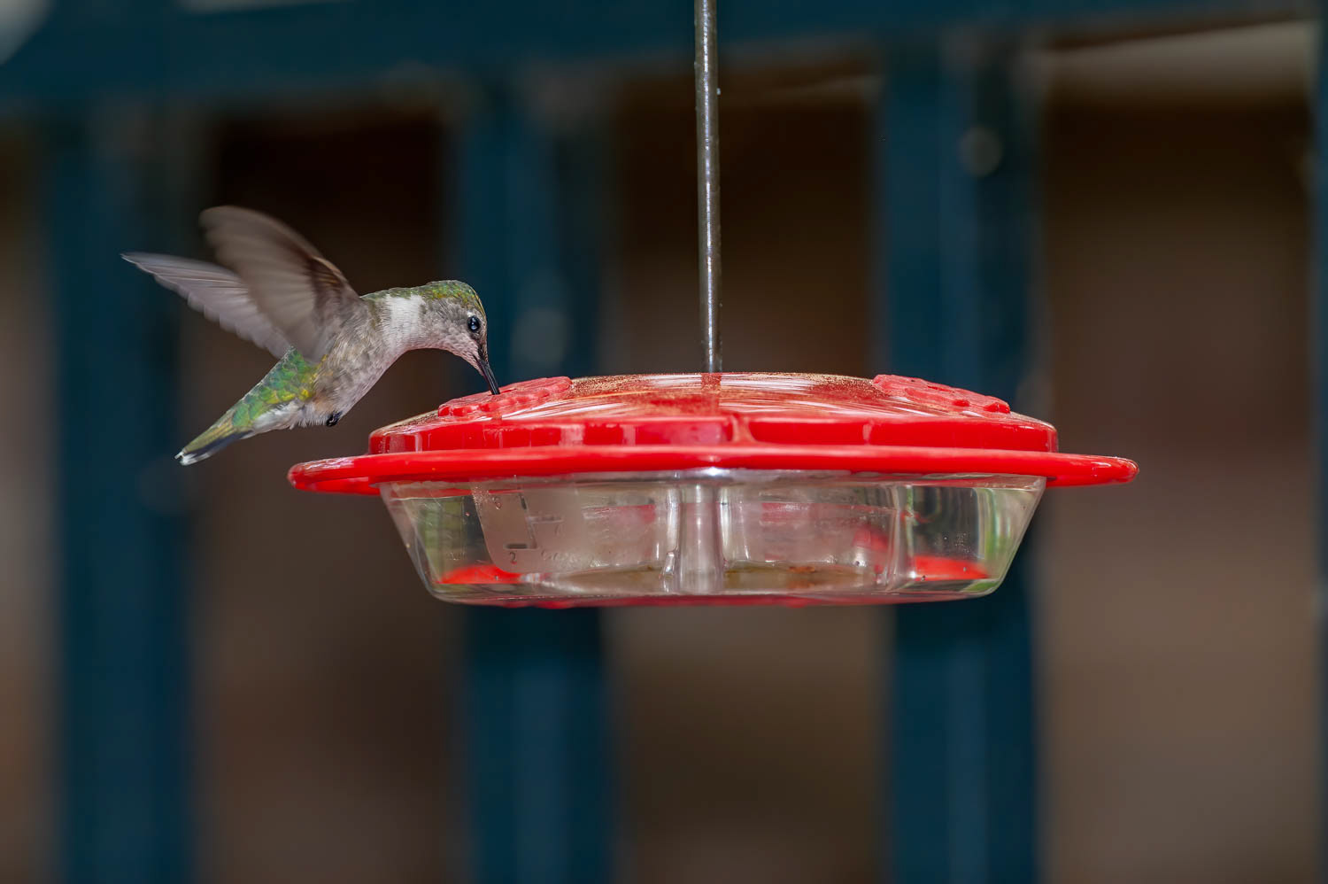Ruby-throated Humming Bird
