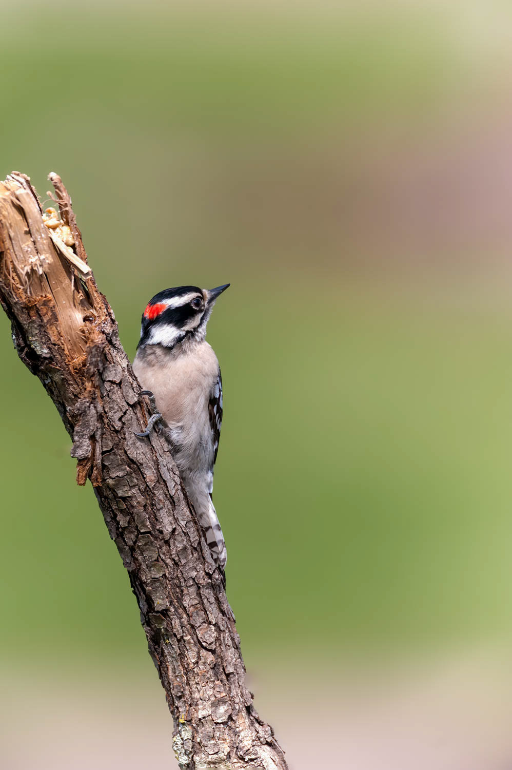 Downy Woodpeclers - Male