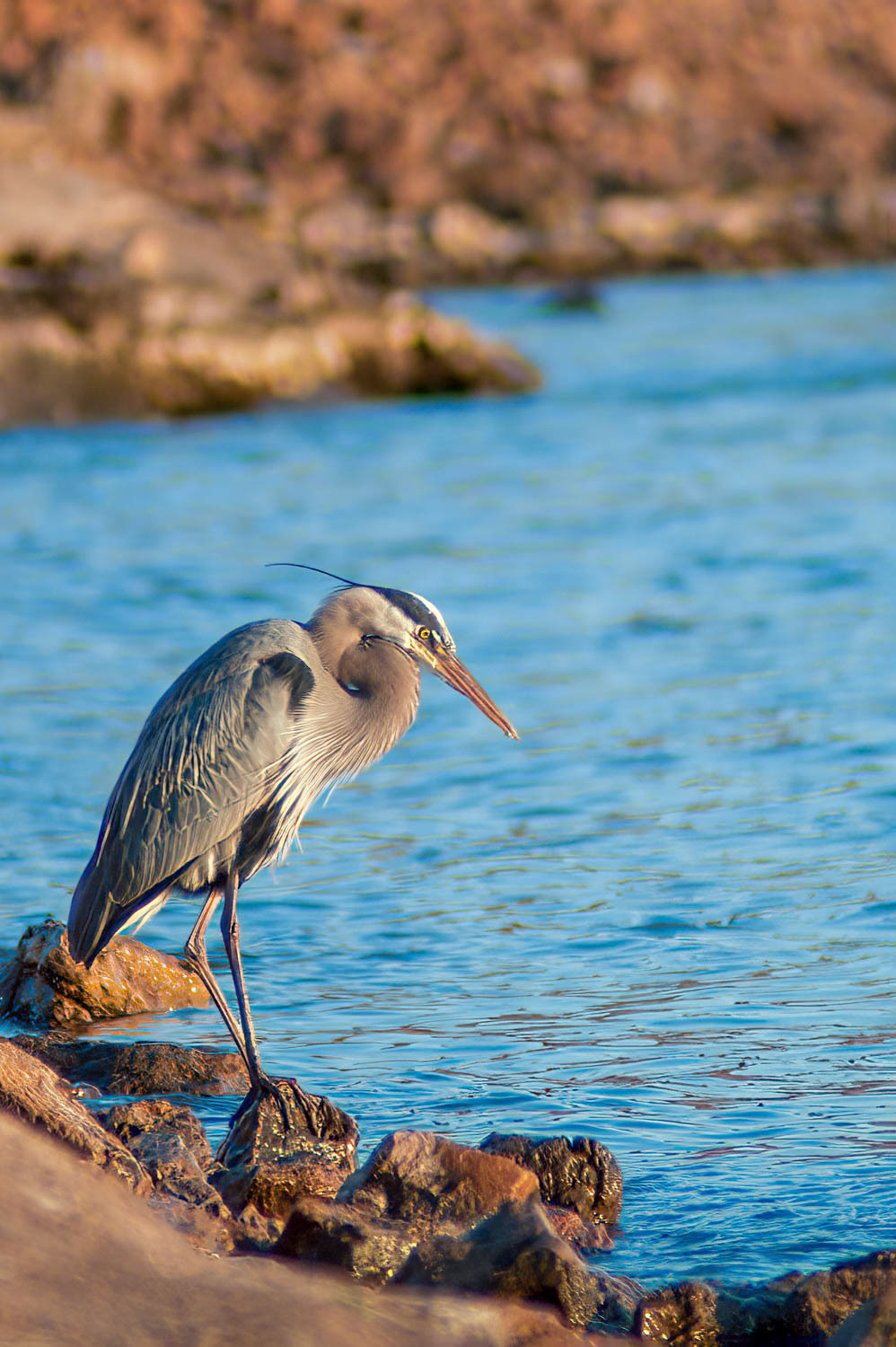 Great Blue Heron