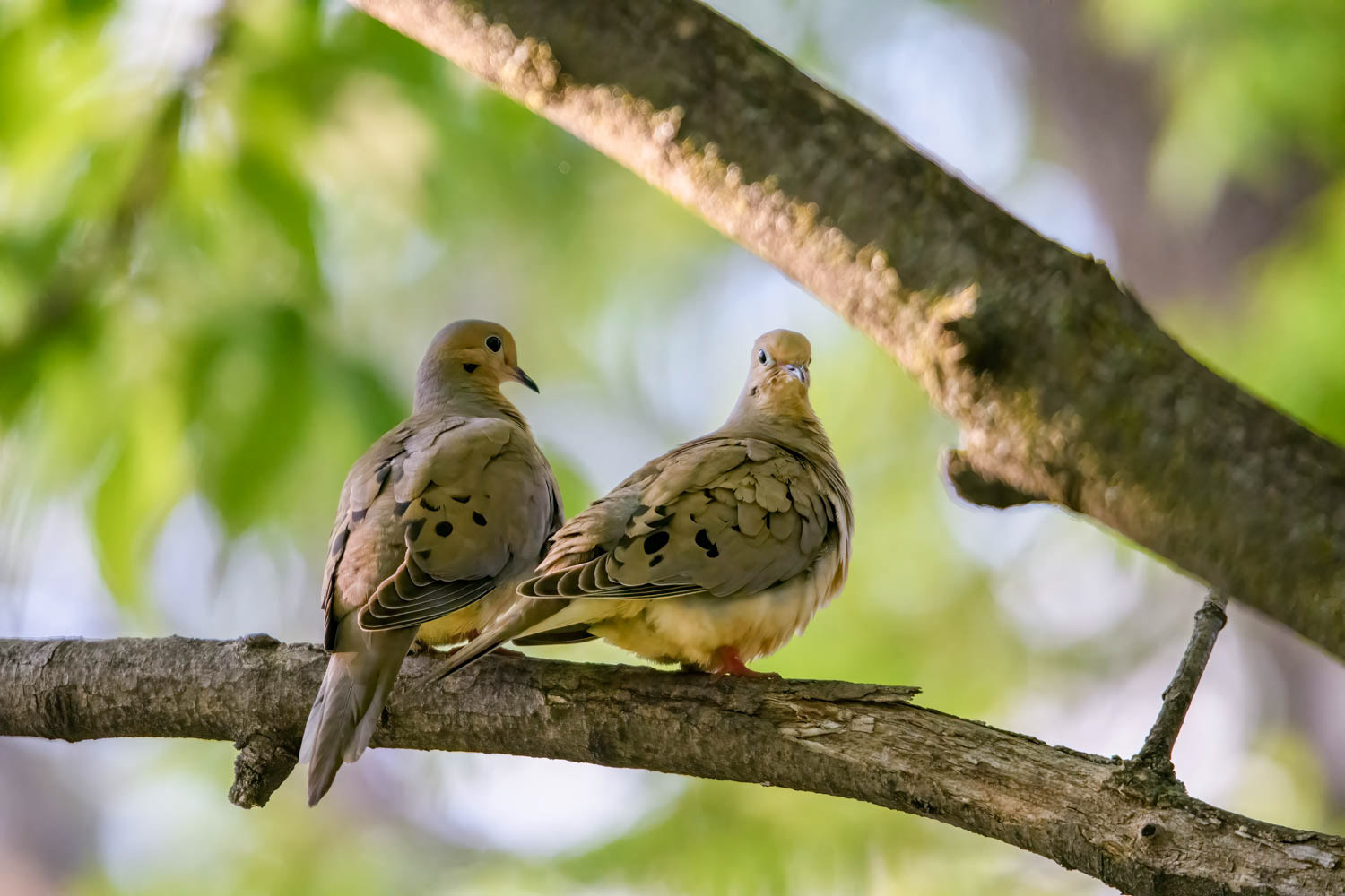 Mourning Doves