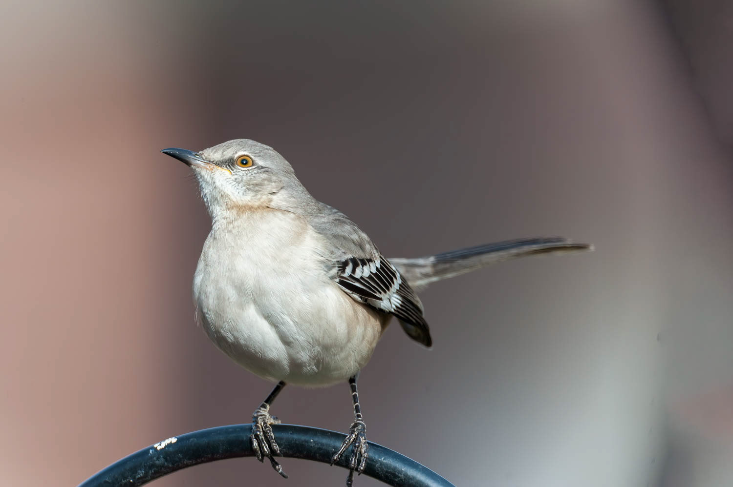 Northern Mockingbird
