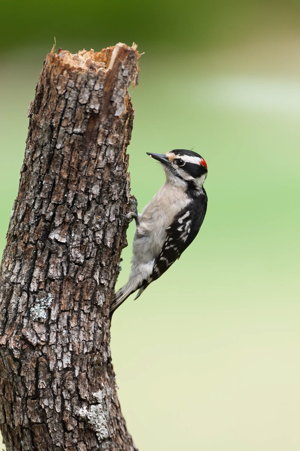 Downy Woodpeclers - Male