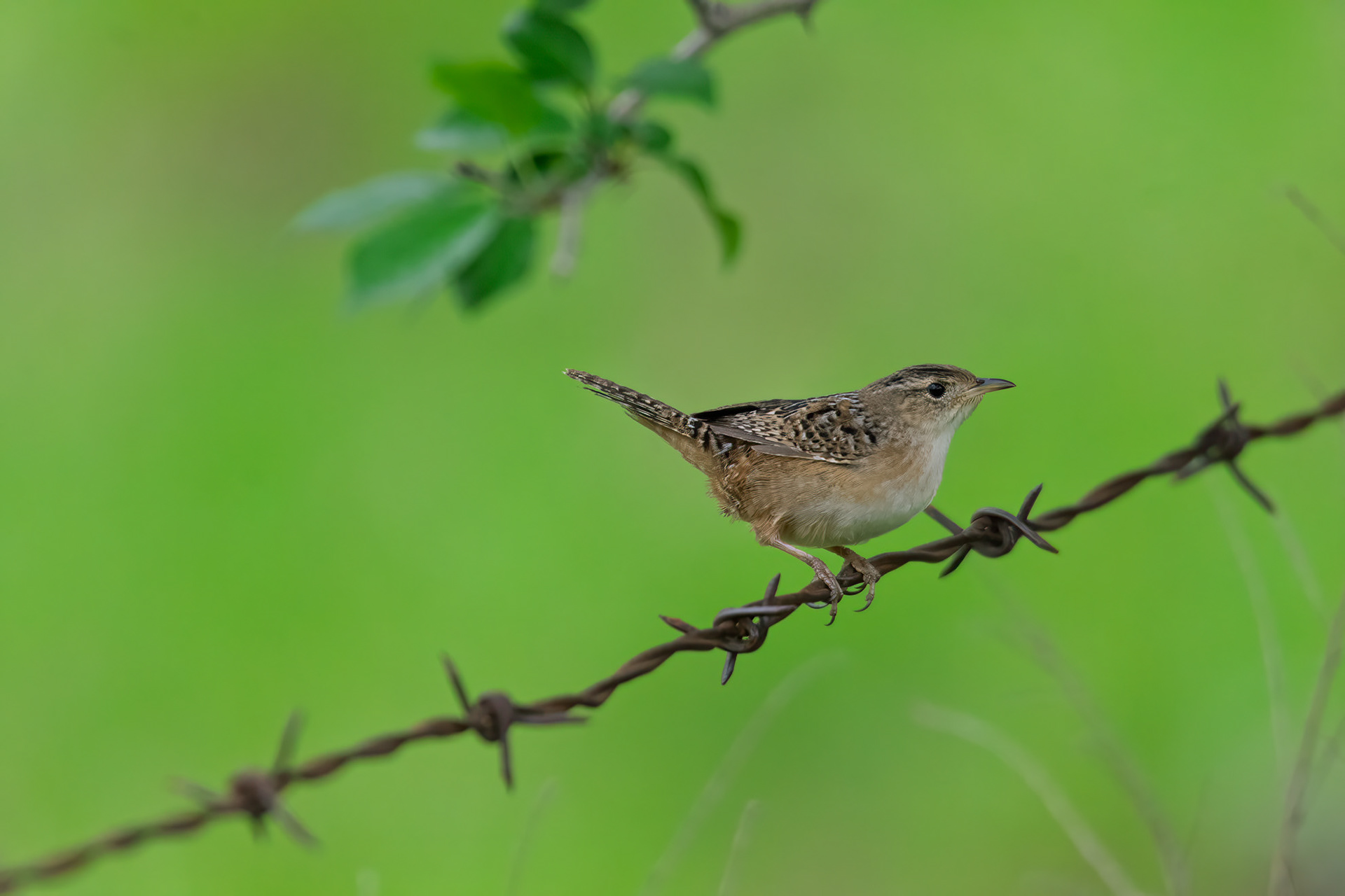 Marsh Wren (Cistothorus palustris)
