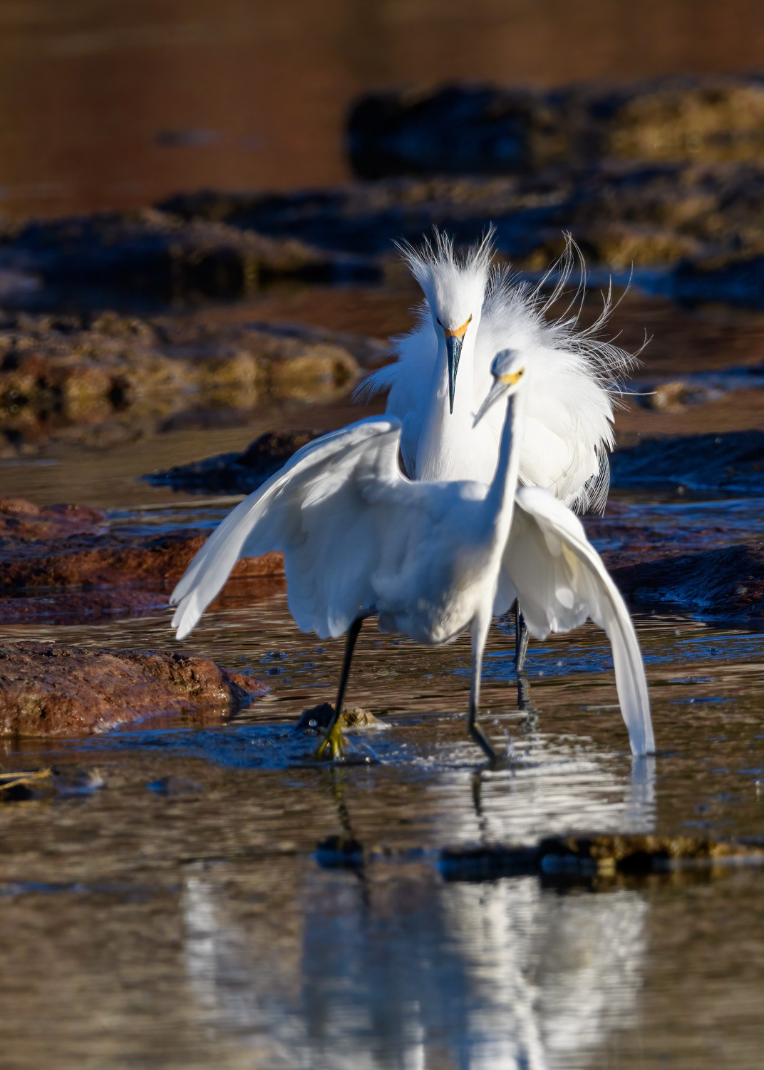 Snowy Egrets
