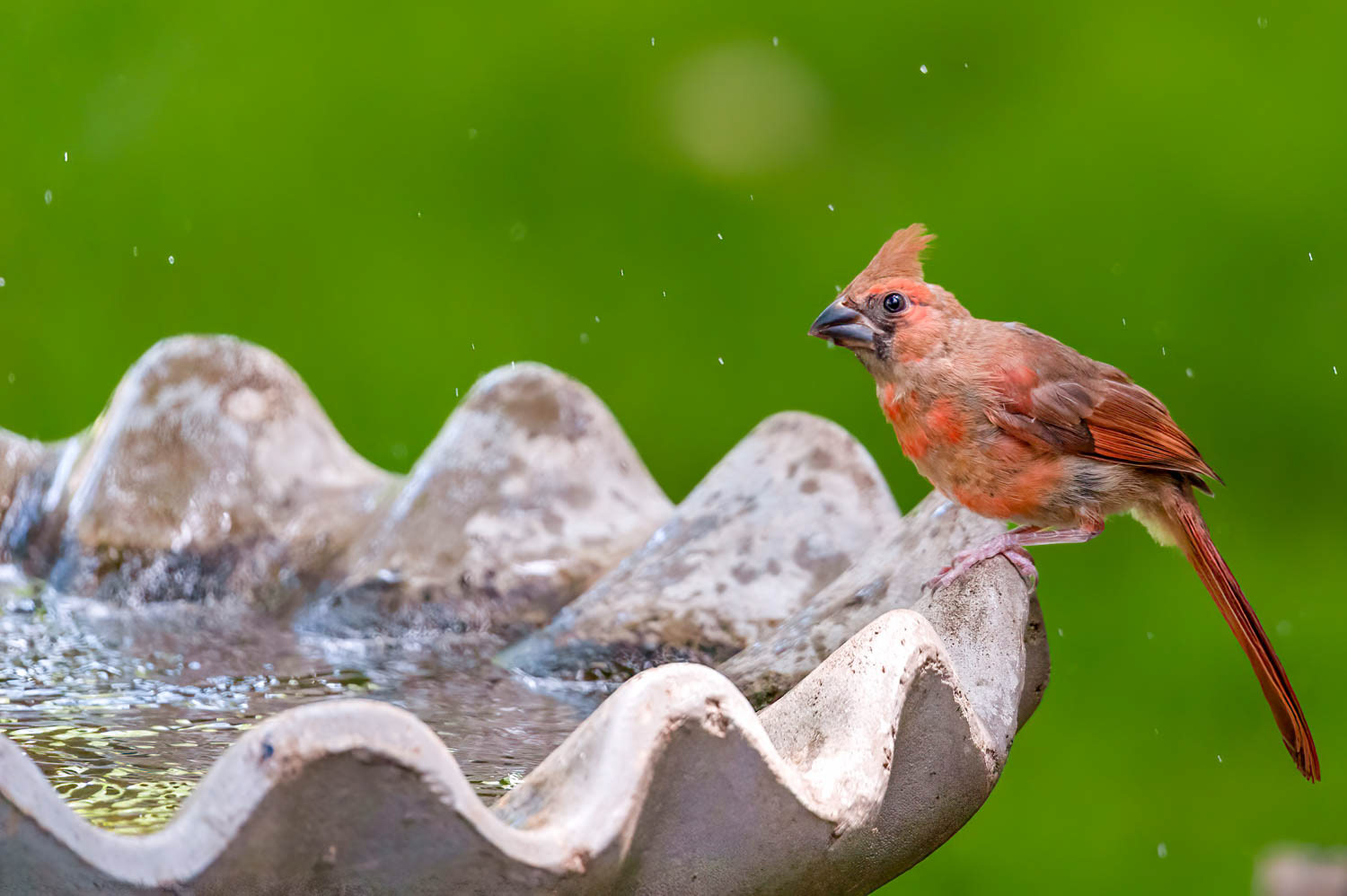 Northern Cardinal - Juvenile Male