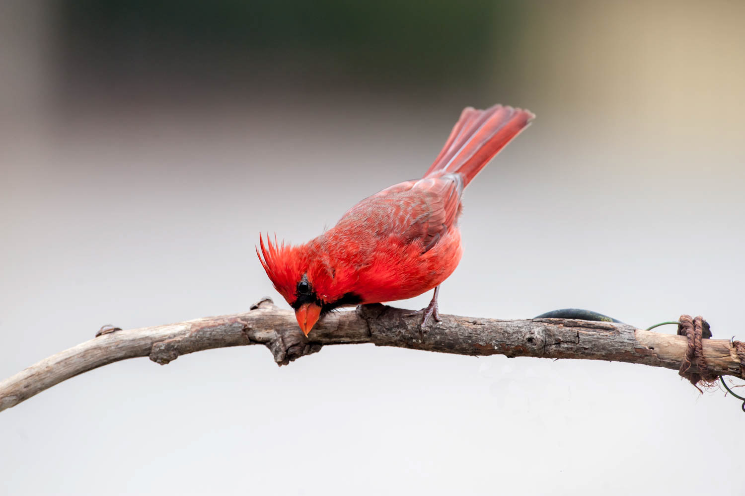 Northern Cardinal-Male