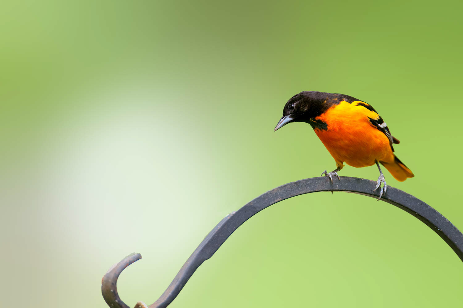 Baltimore Oriole