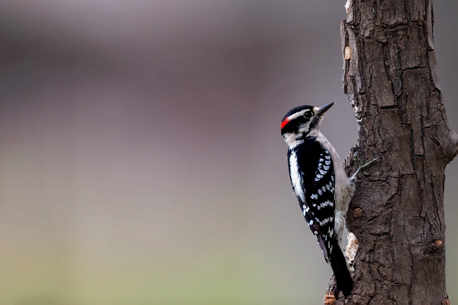 Downy Woodpeclers - Male