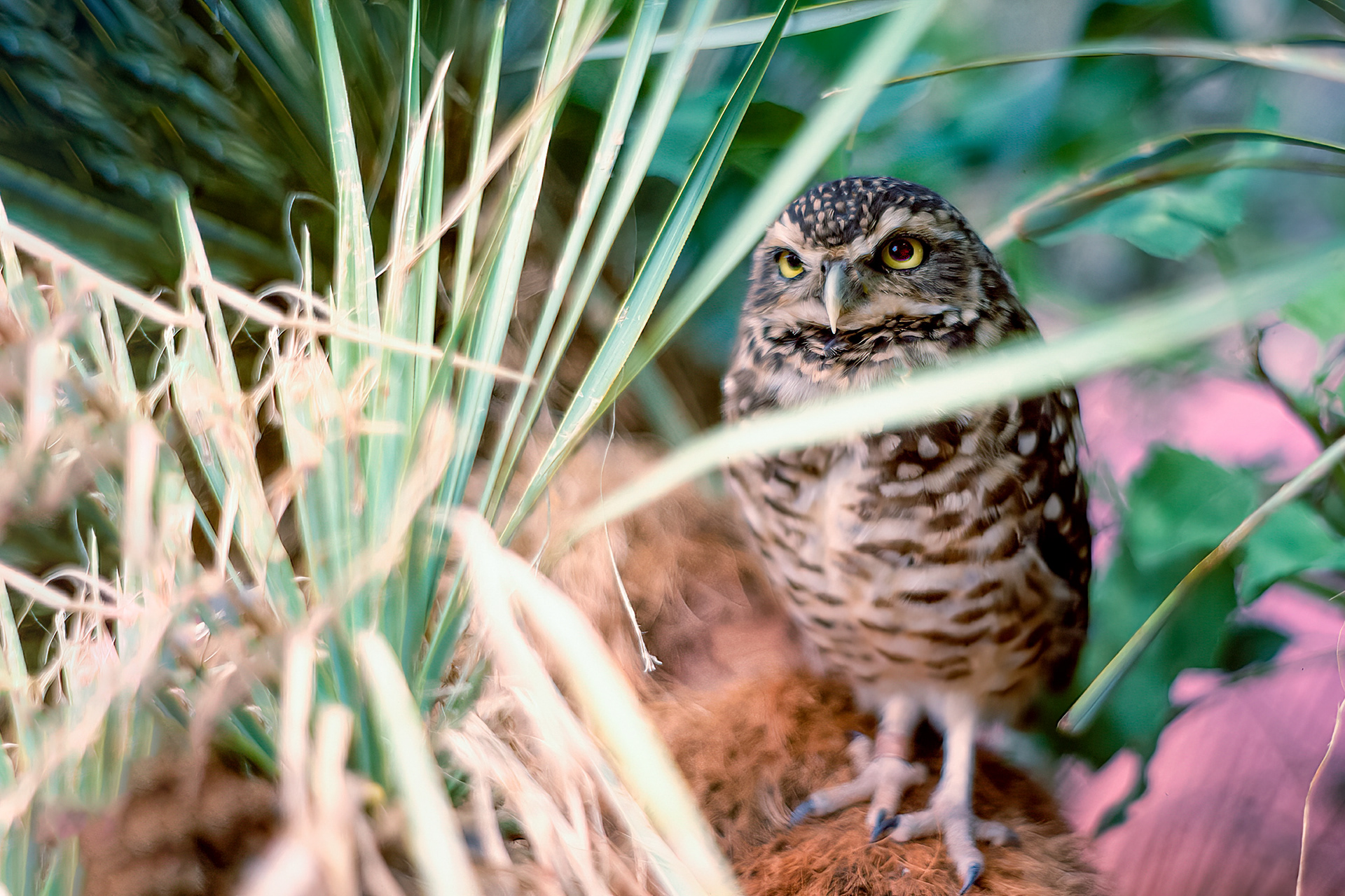 Burrowing Owl (Athene cunicularia)Short Eared Owl  (Asio flammeus)