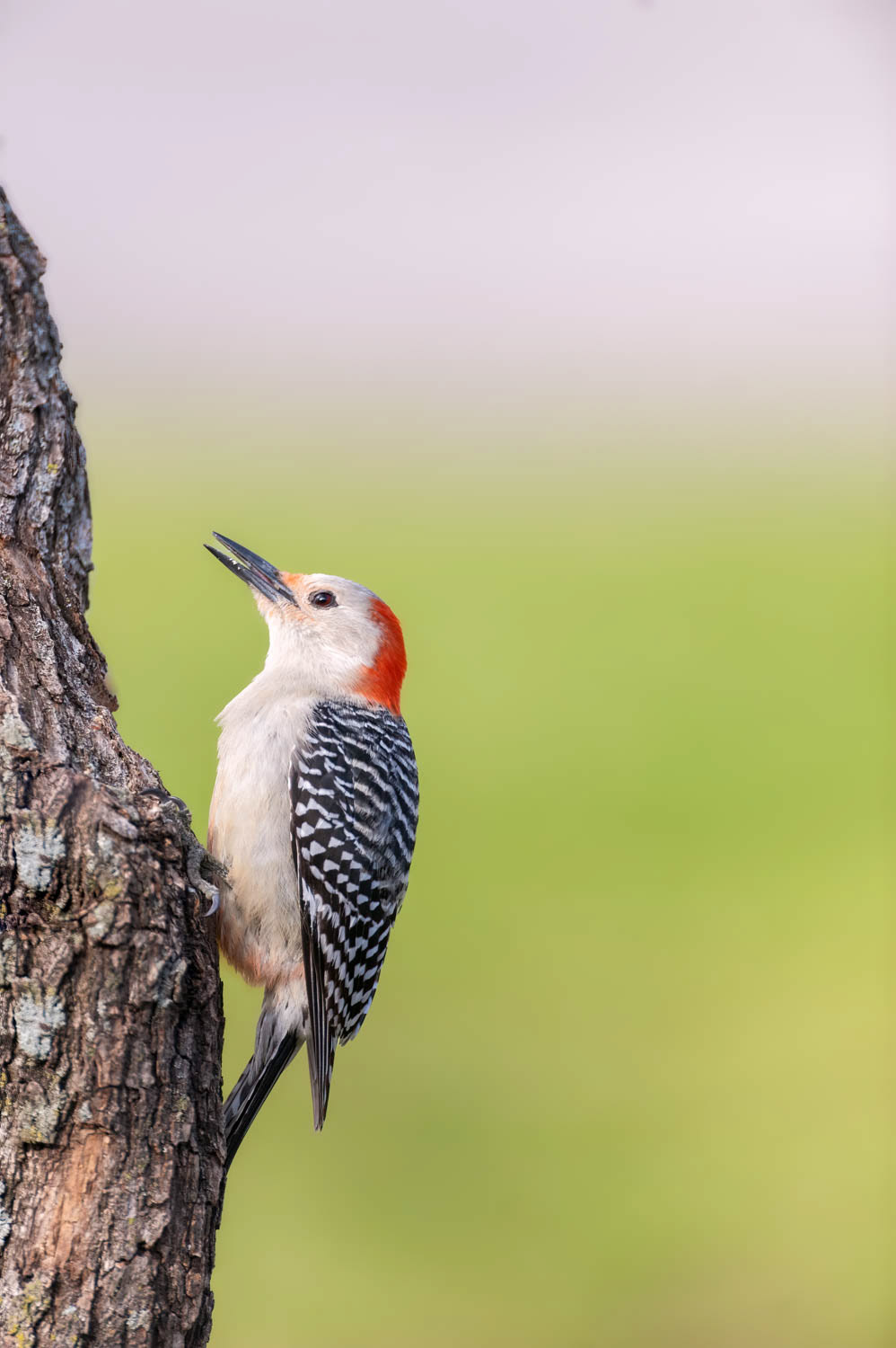 Red-bellied Woodpecker