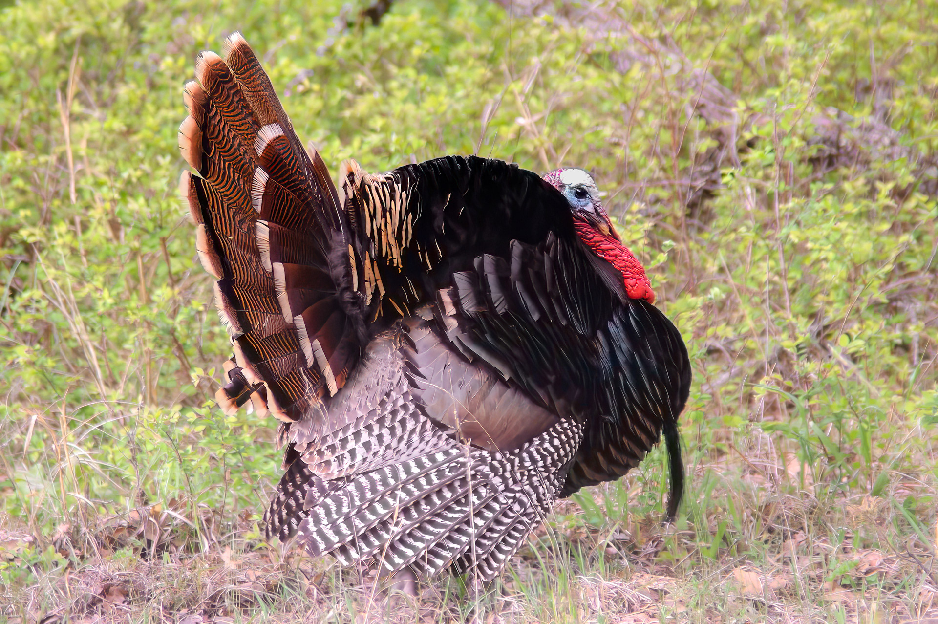 Wild Turkey