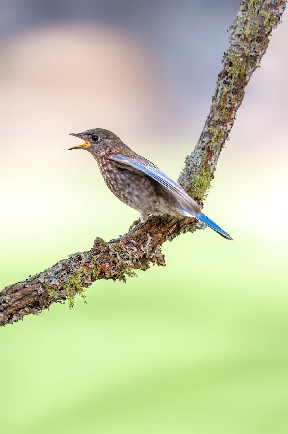 Juvenile Bluebird