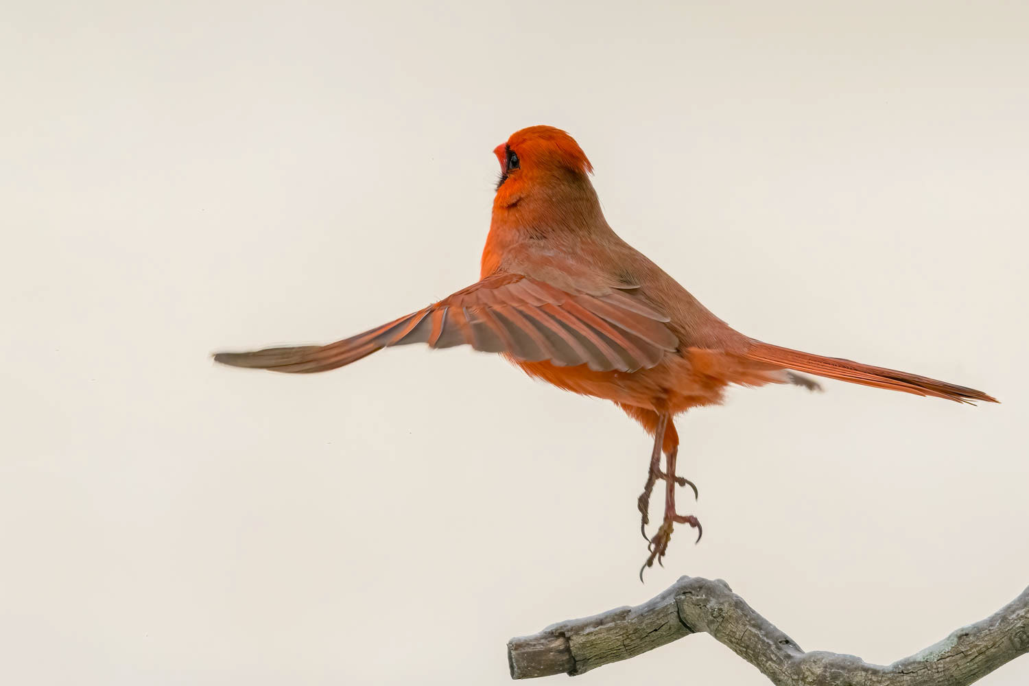 Northern Cardinal-Male
