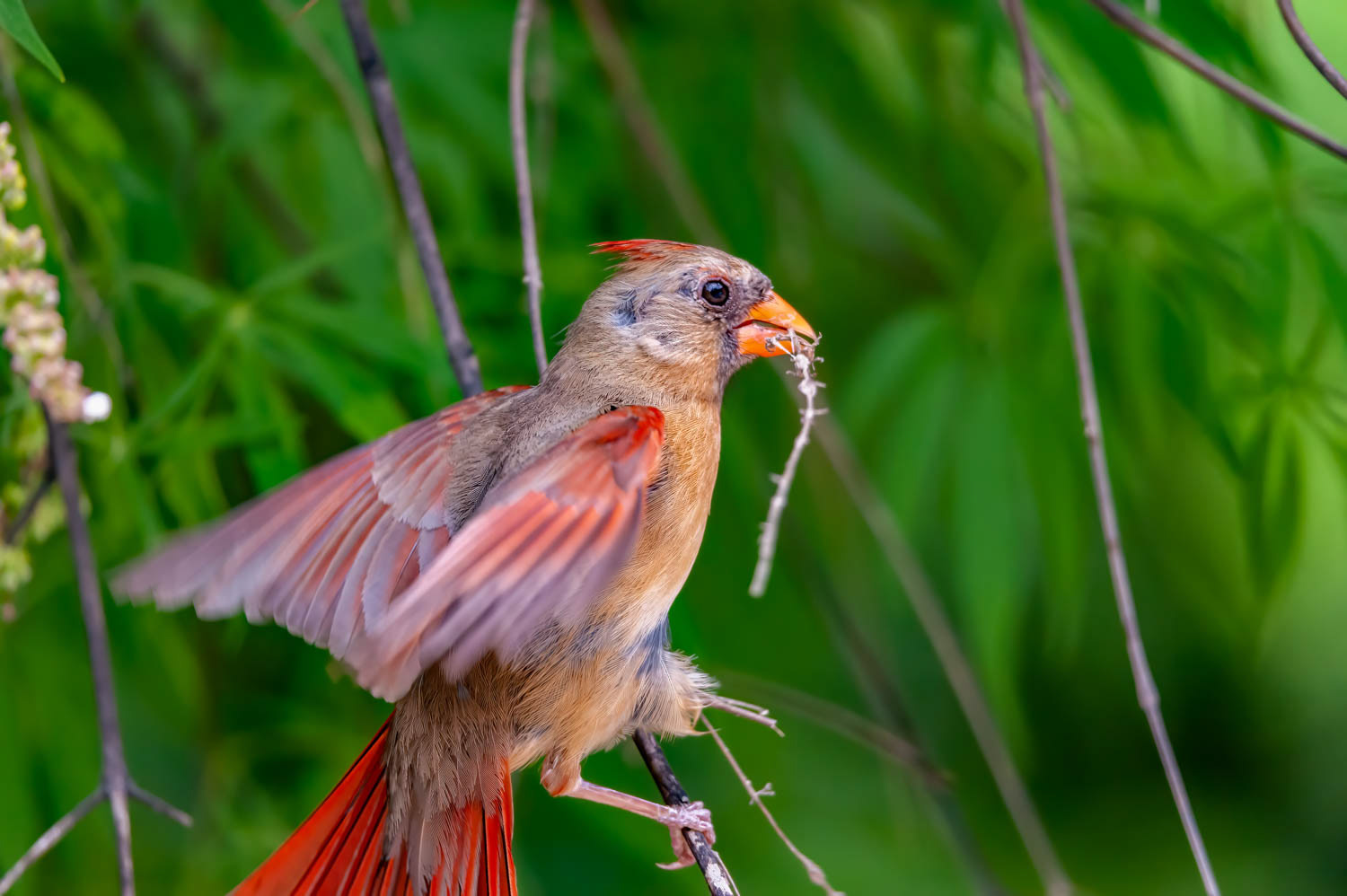 Northern Cardinal - Female