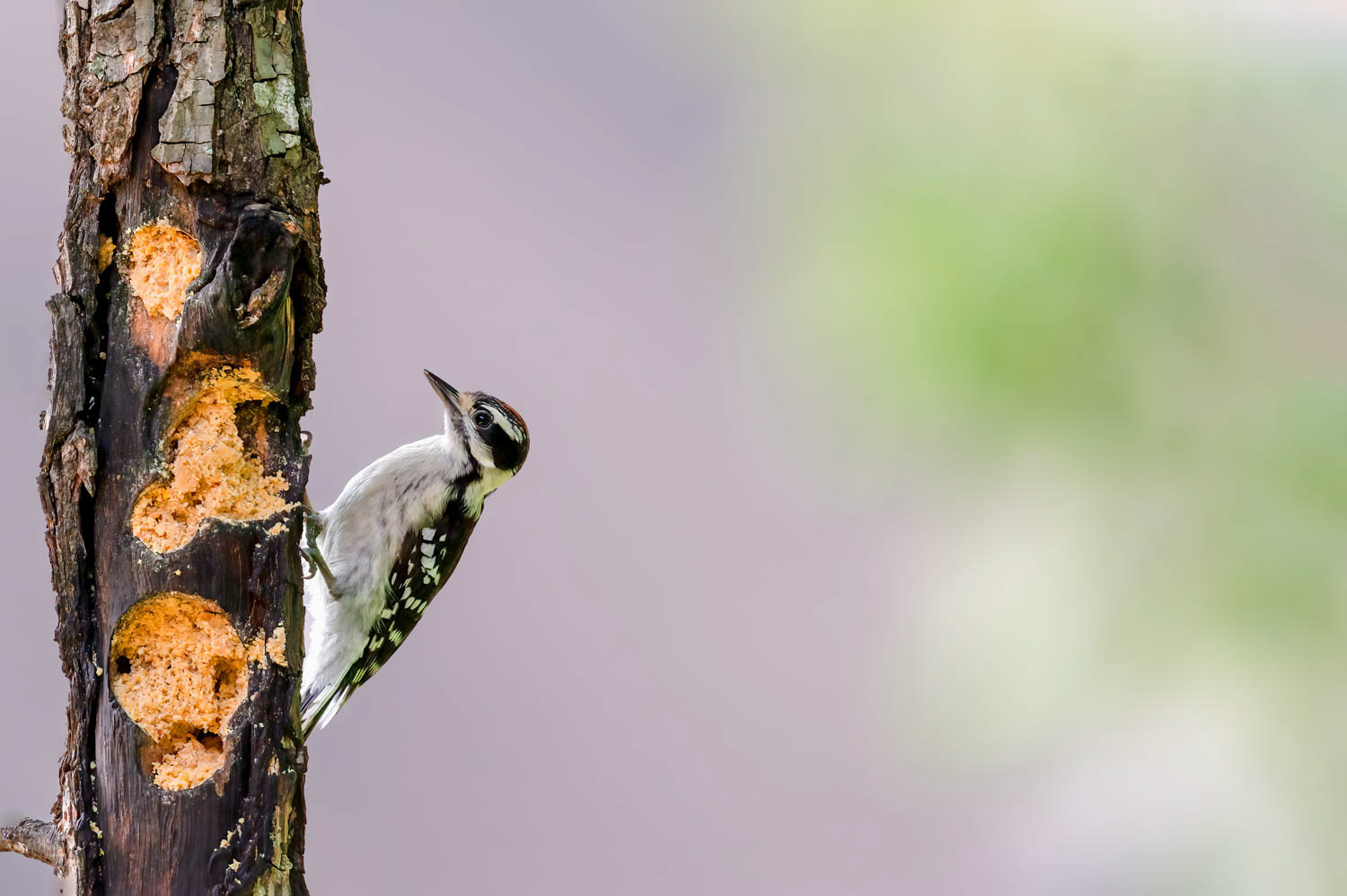 Downy Woodpeclers - Male