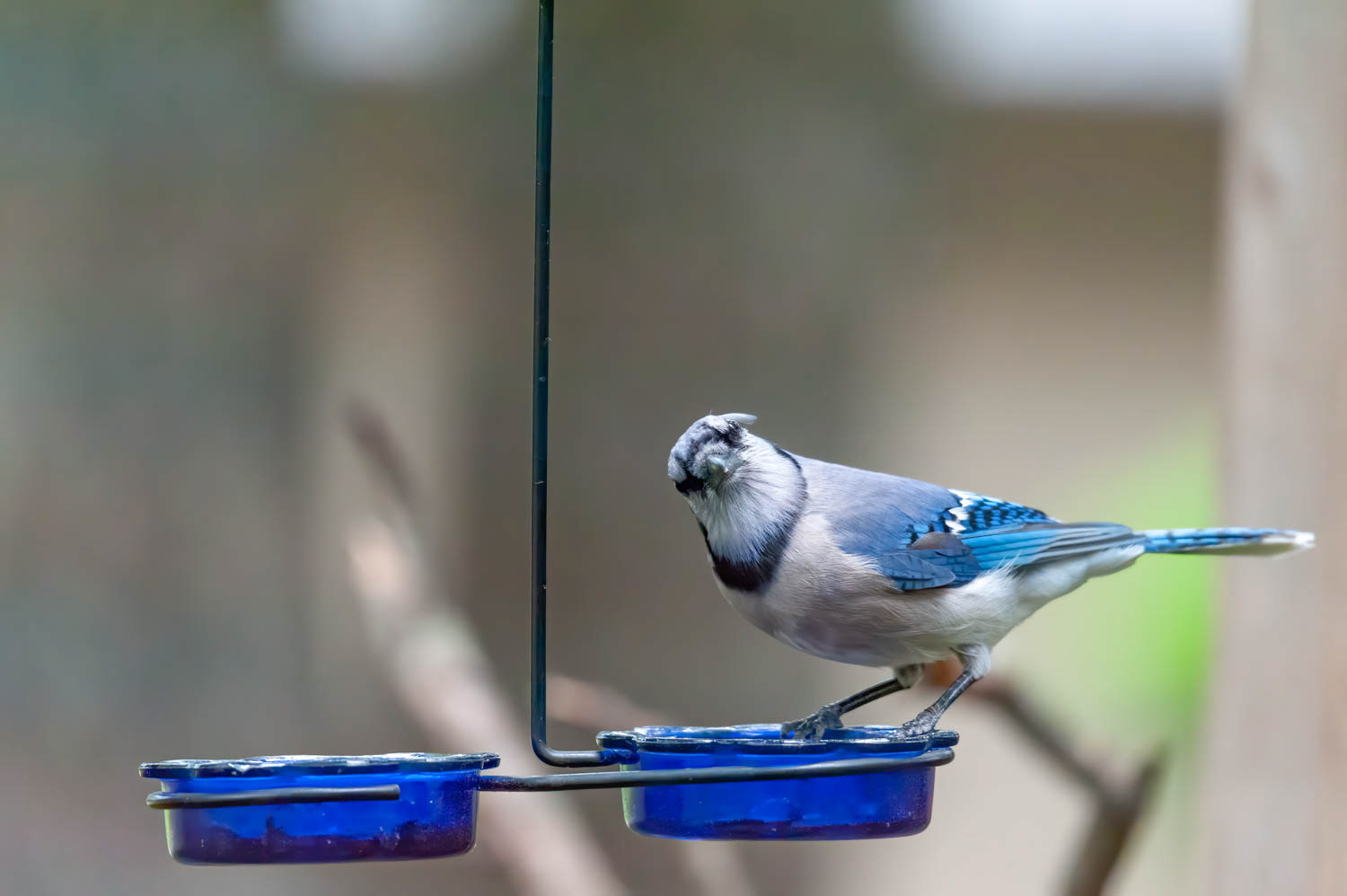 Bluejay