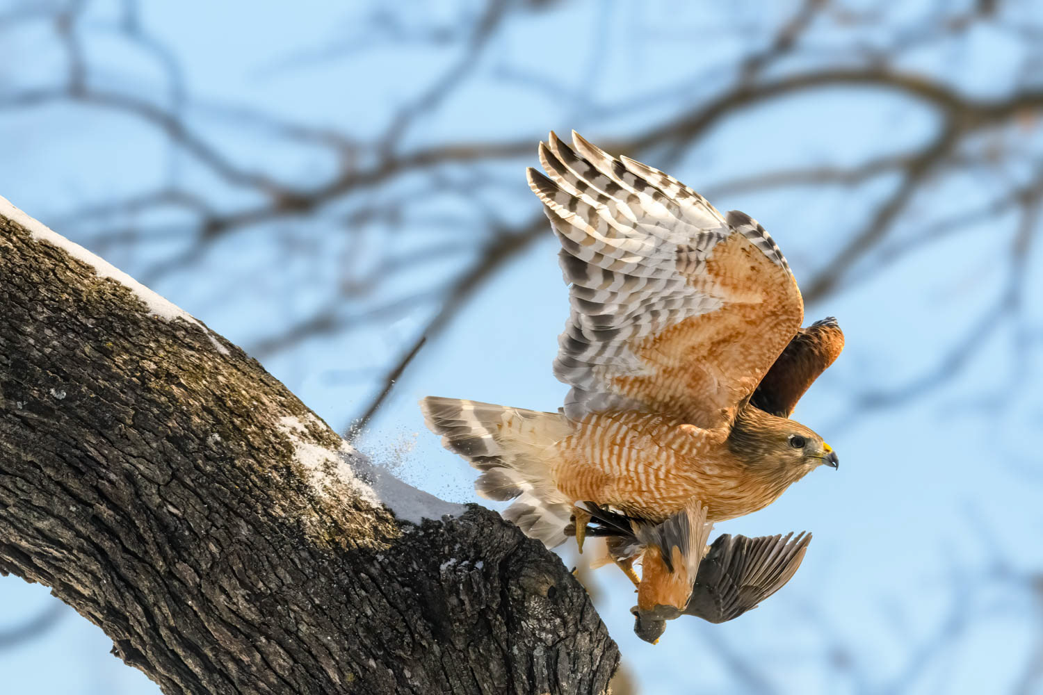 Red-shouldered Hawk