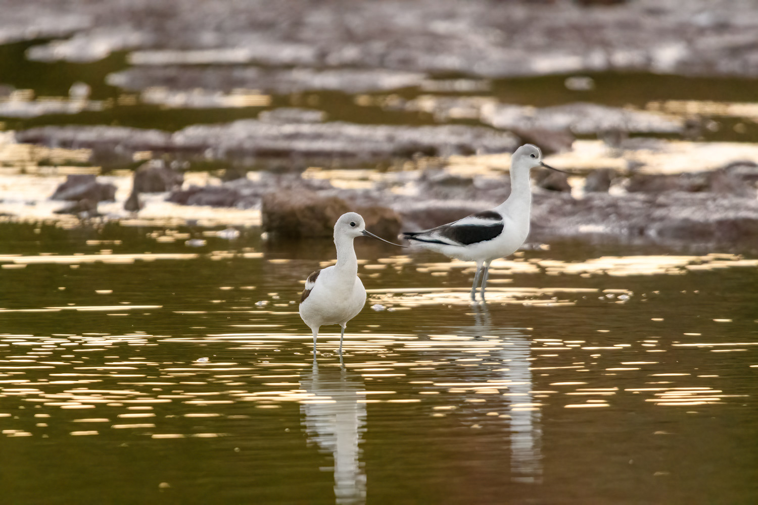 American Avocets