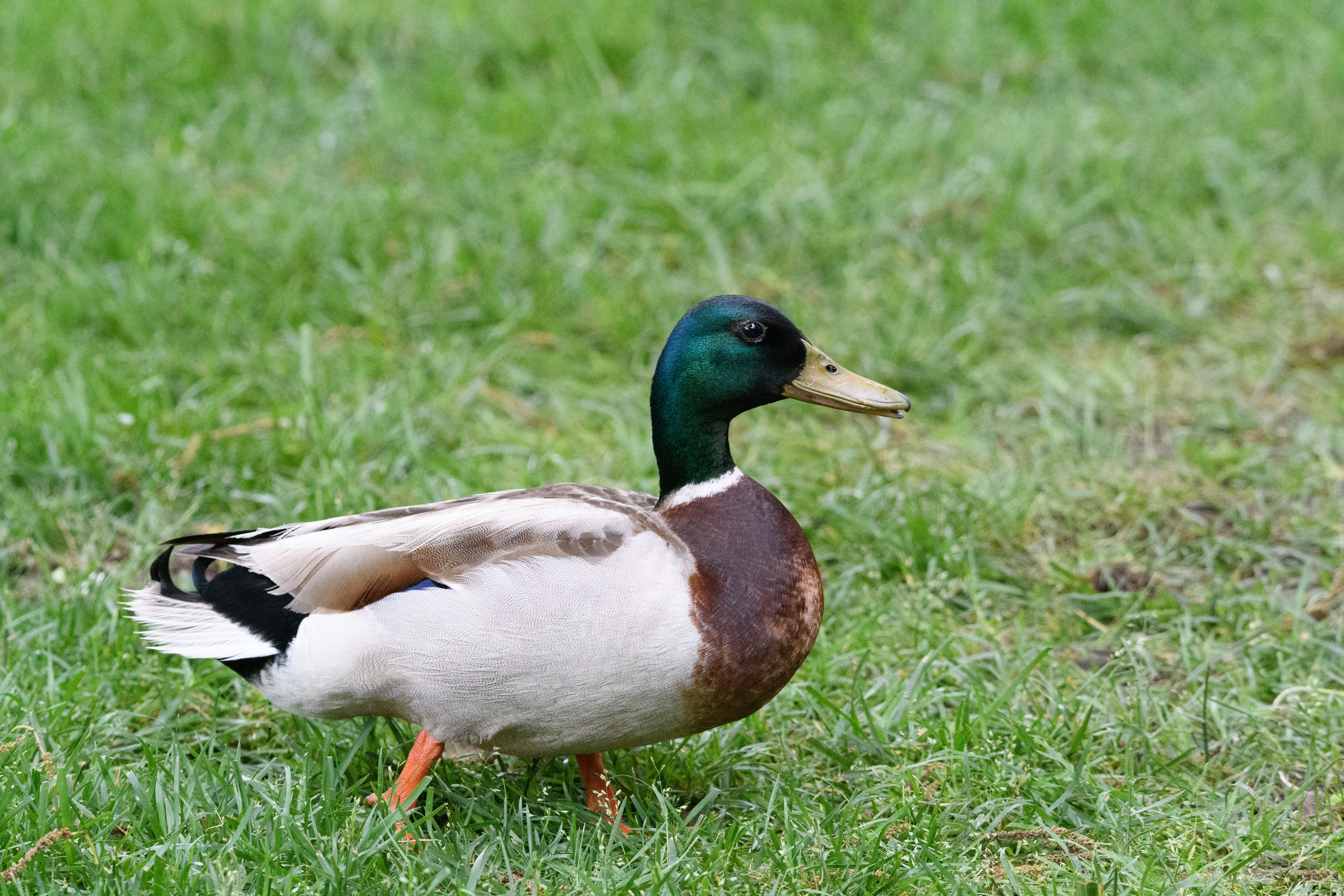 Mallard Drake