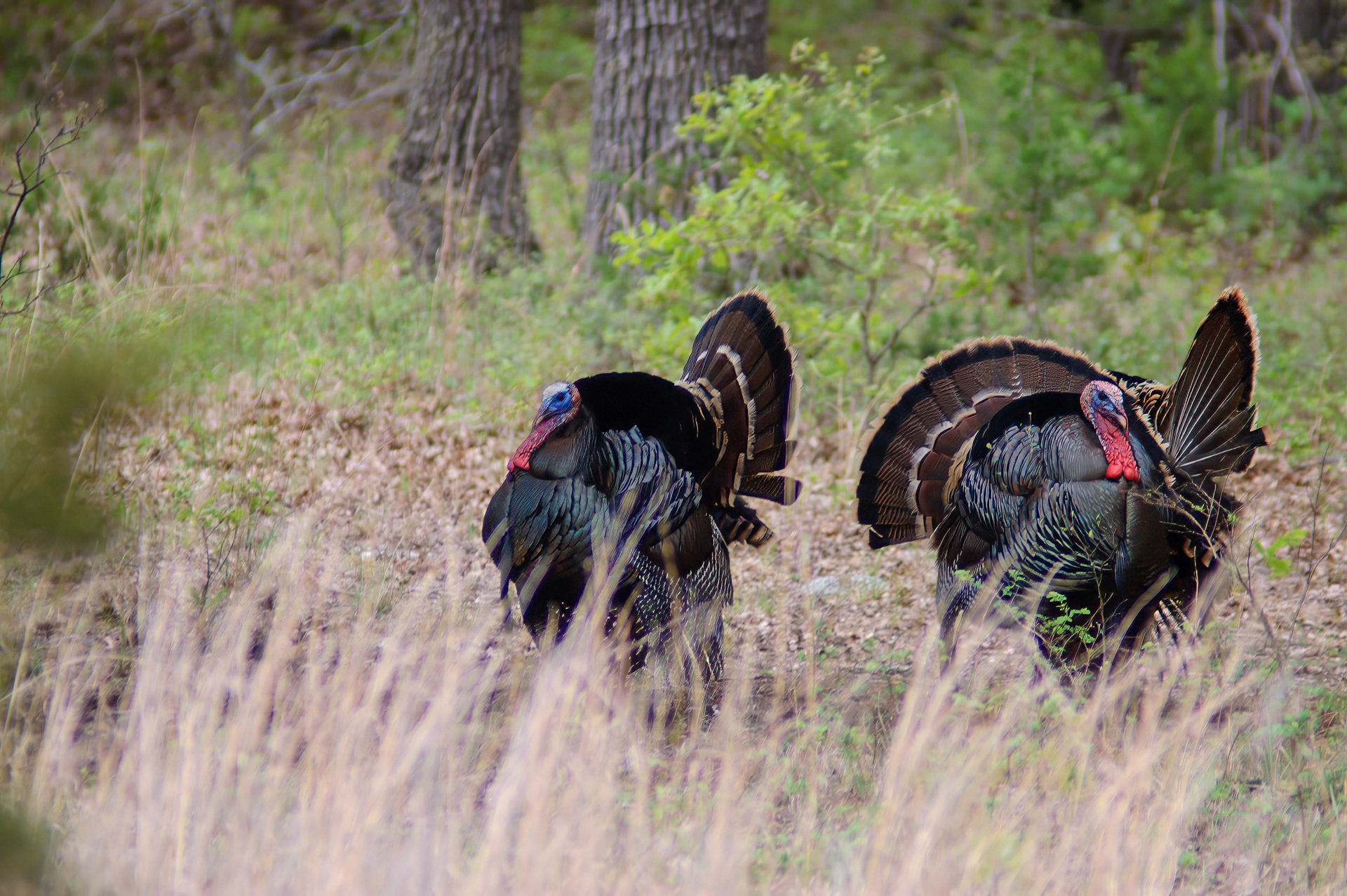 Wild Turkey