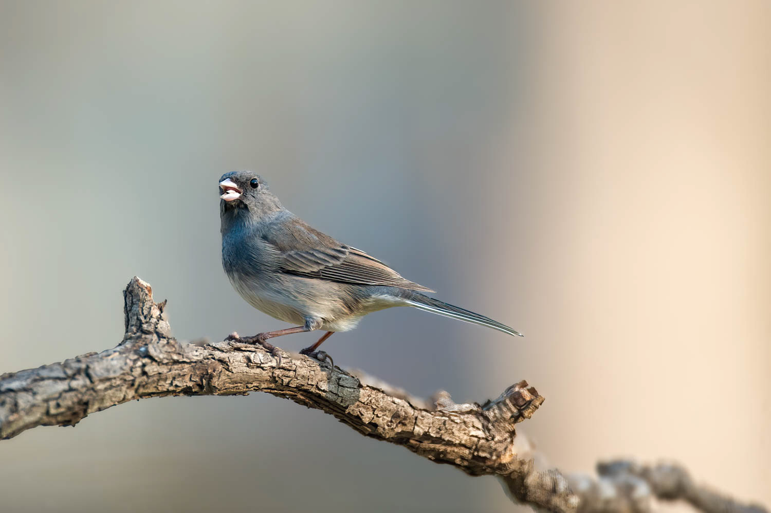 Slate-colored Junco