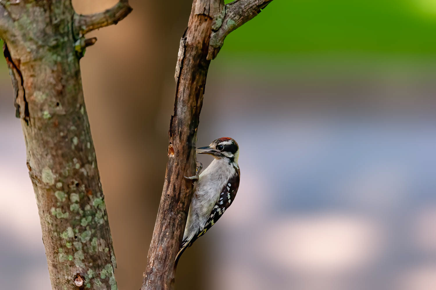Downy Woodpeclers - Juvenile