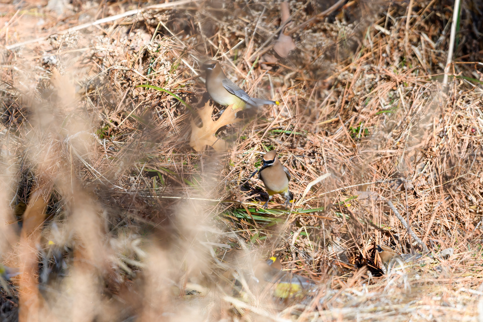 cedar waxwing (Bombycilla cedrorum)