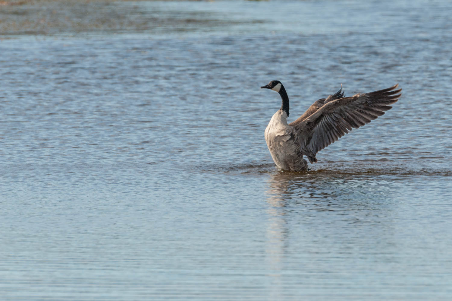 Canada Goose