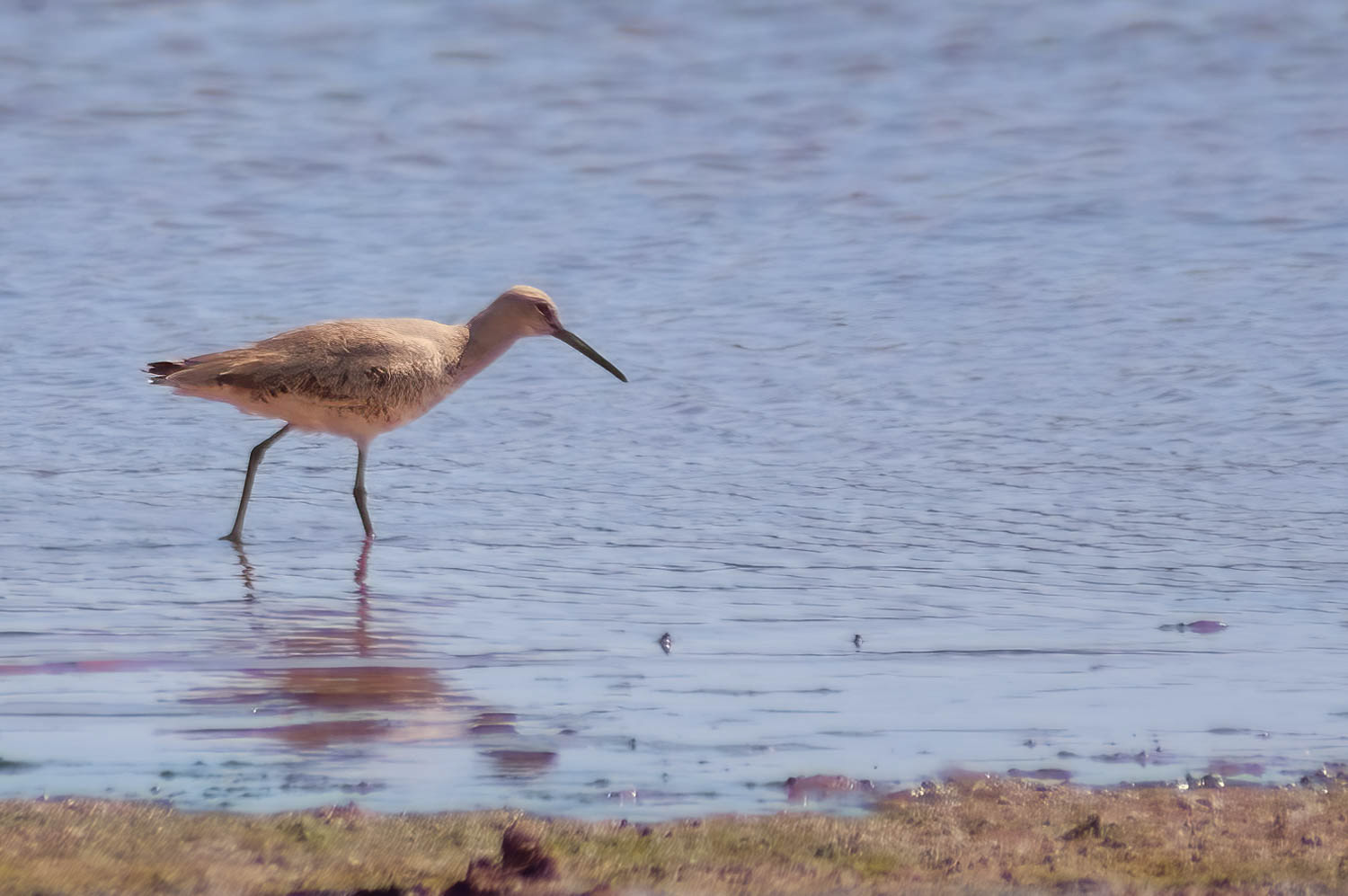 Willet