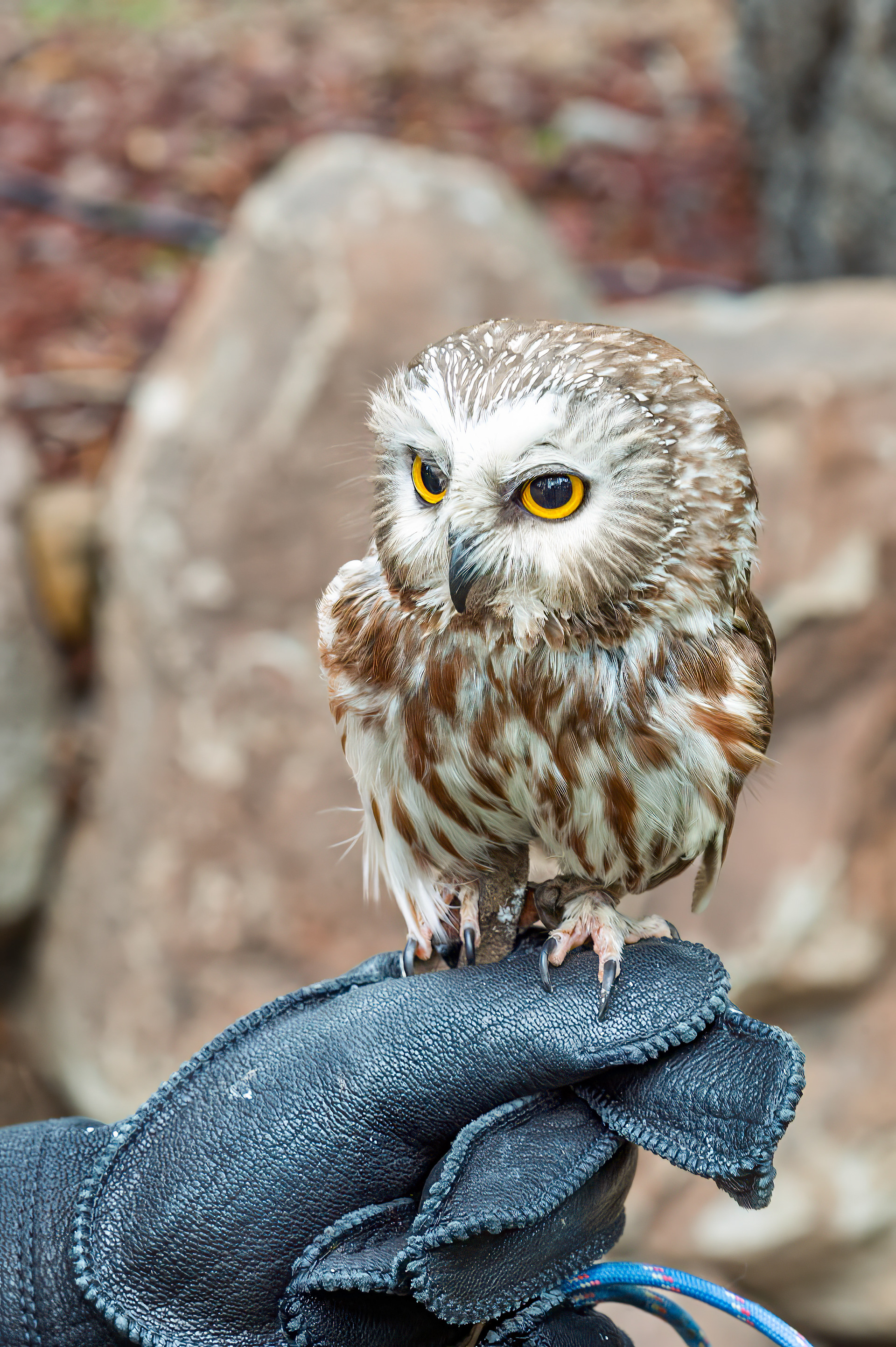 Northern Saw whet Owl