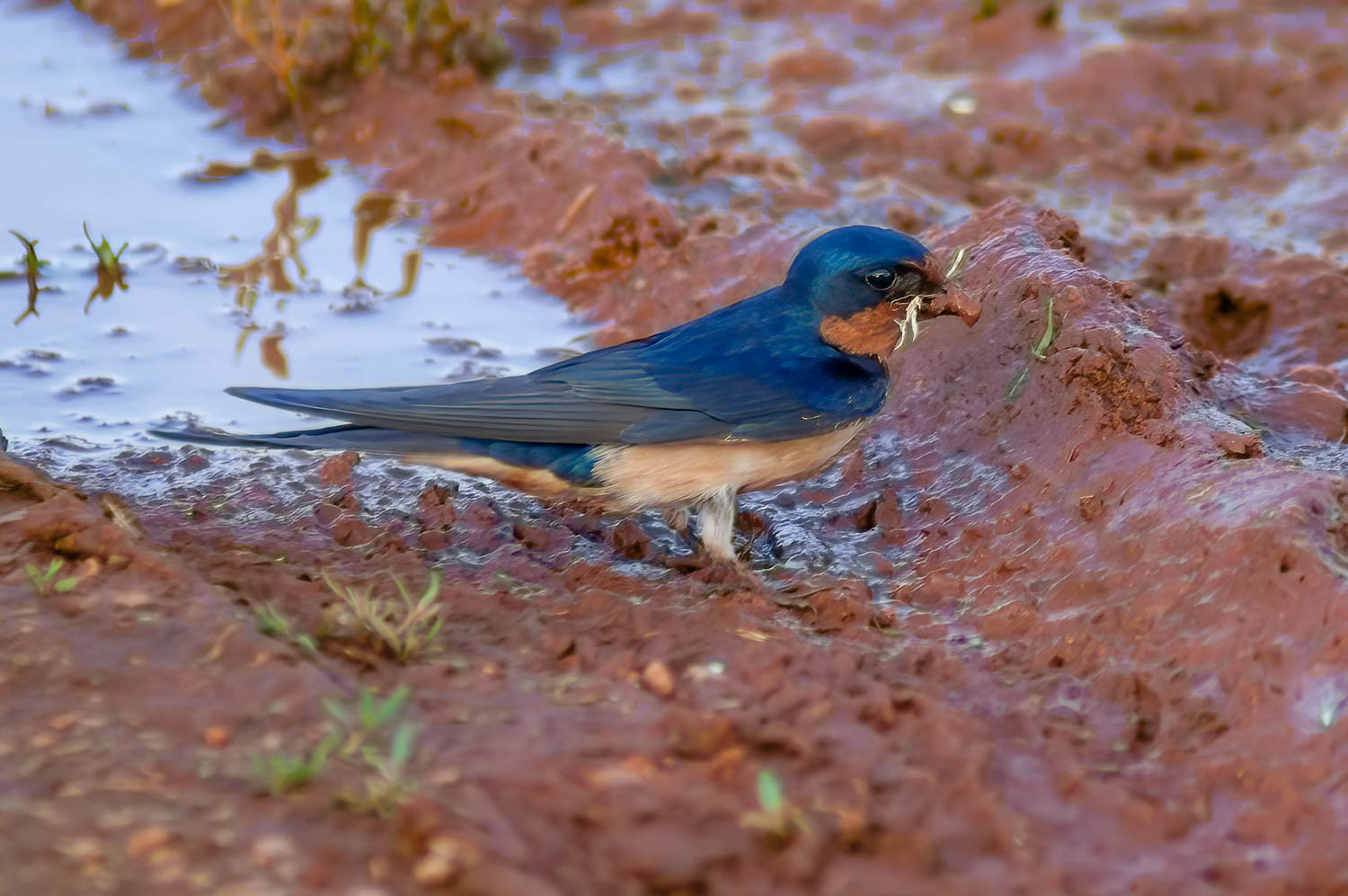Barn Swallows