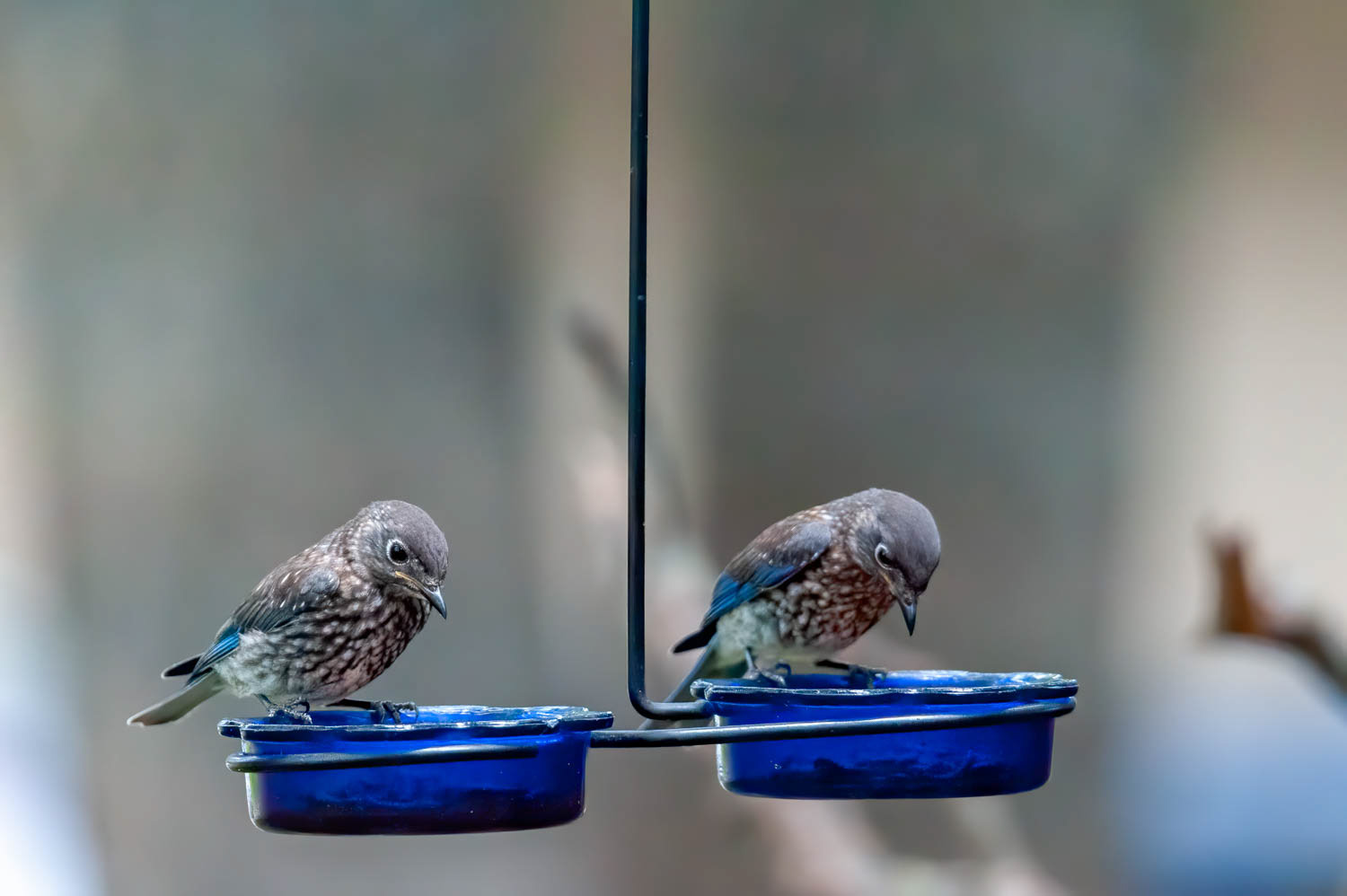 Juvenile Bluebird