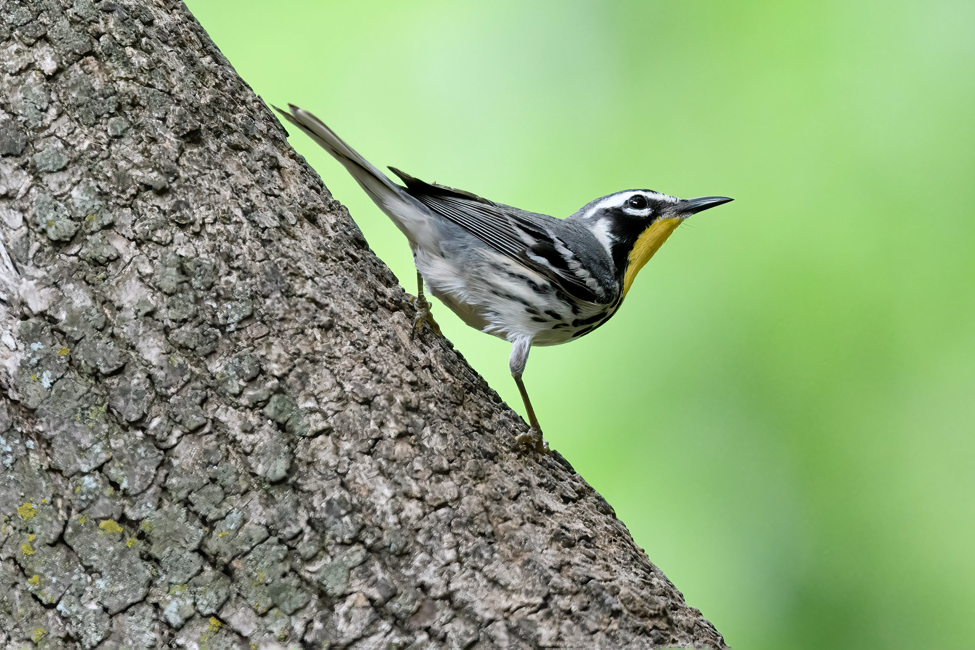 Yellow-throated Warbler