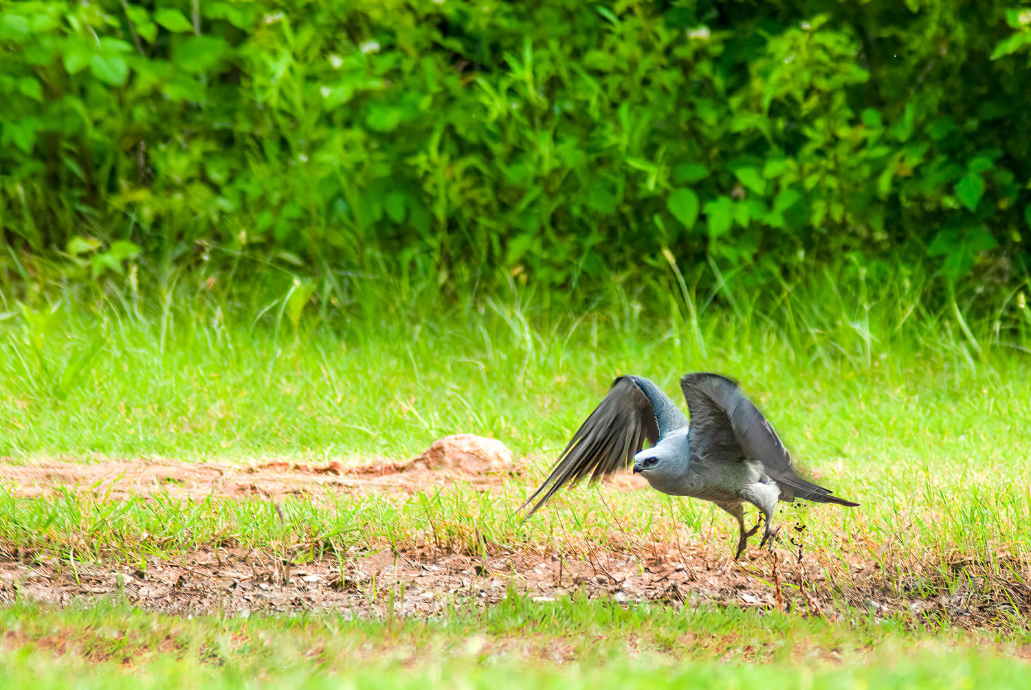 Mississippi Kite