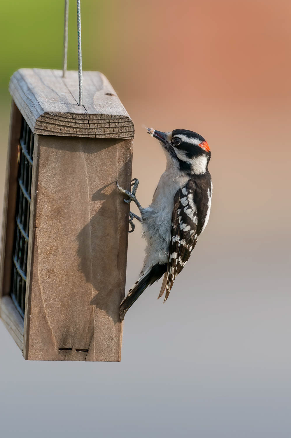 Downy Woodpeclers - Male